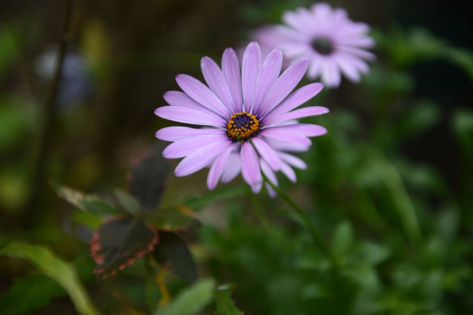 Nikon D610 sample photo. Daisies, flower, bloom photography