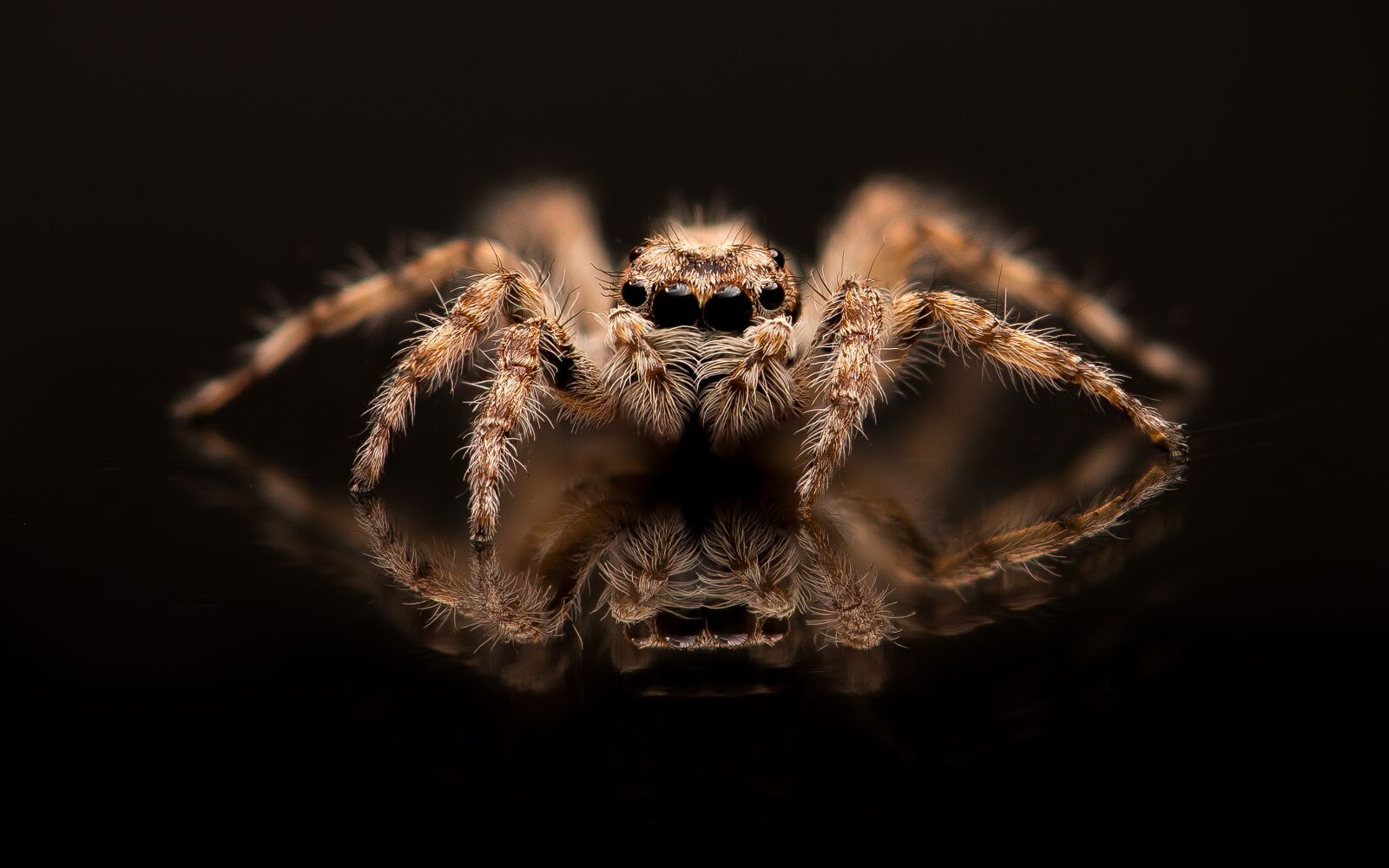 Nikon D750 sample photo. Spider, bug, arachnid photography