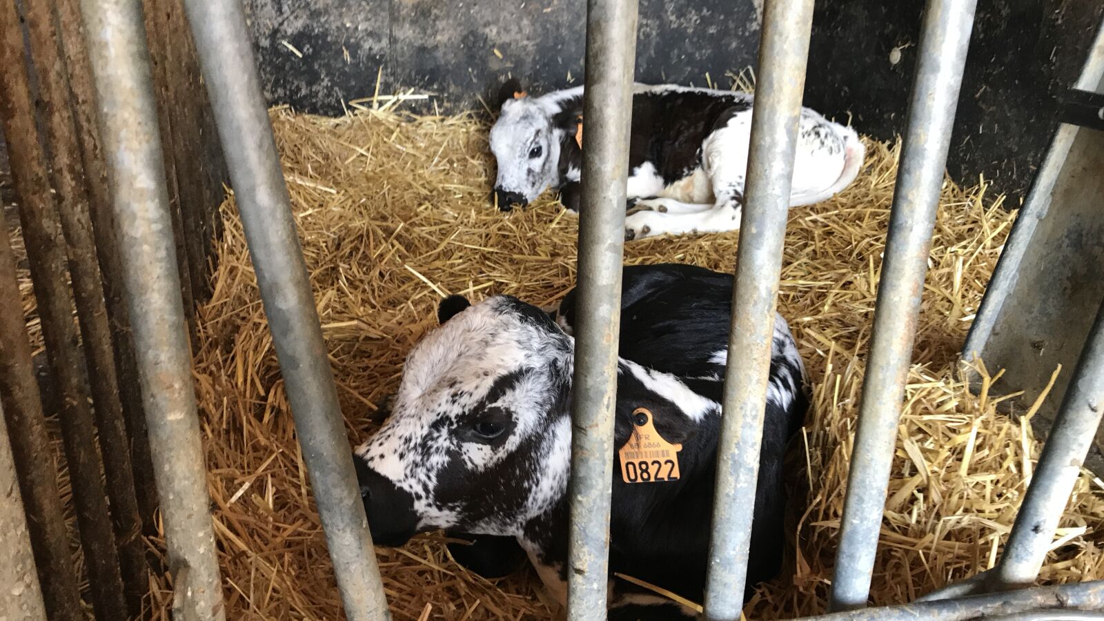 iPhone 7 Plus back dual camera 3.99mm f/1.8 sample photo. Vosges calf, alsace, farm photography