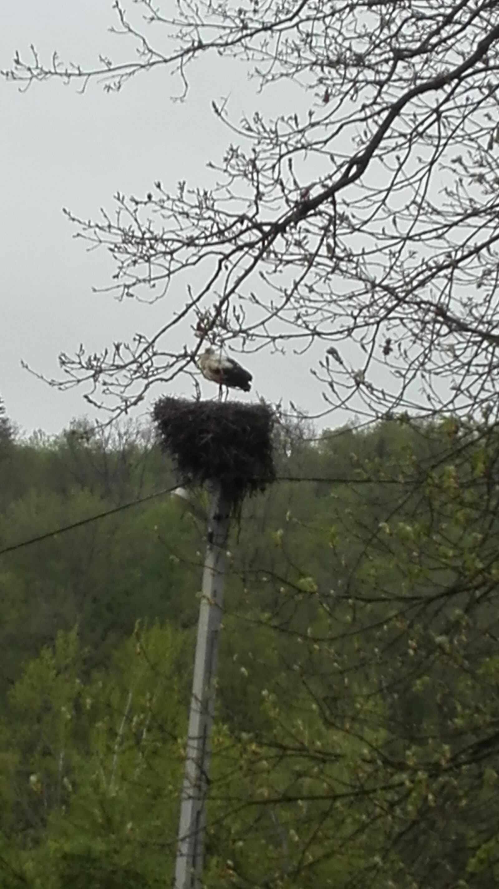 HUAWEI P8 Lite sample photo. Nature, animals, events photography