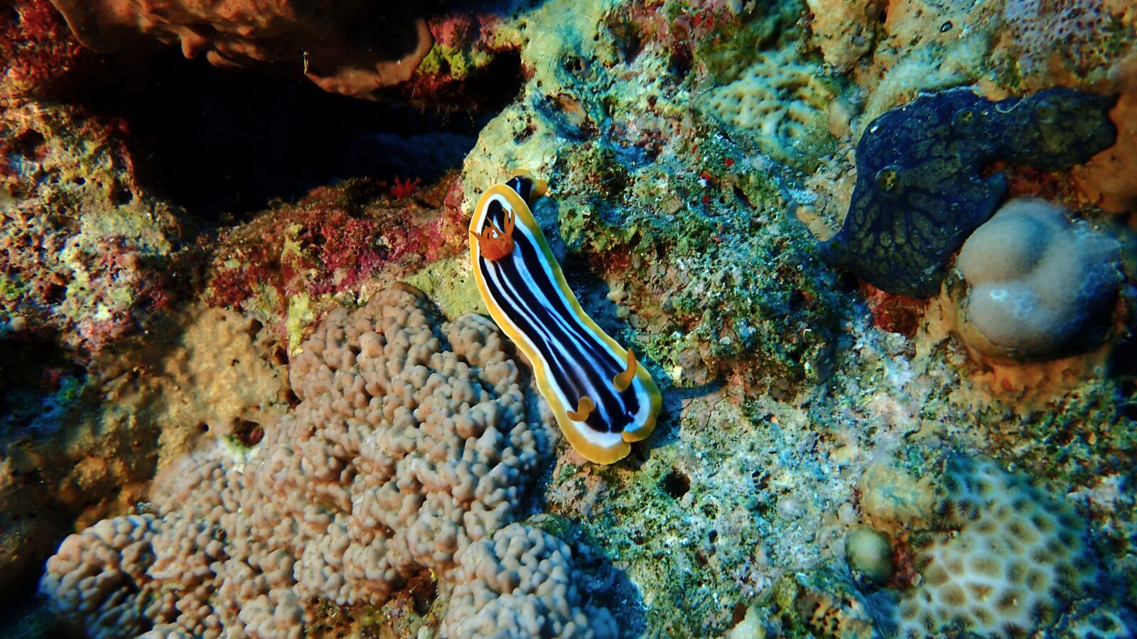 Olympus TG-4 sample photo. Underwater, ocean, coral photography