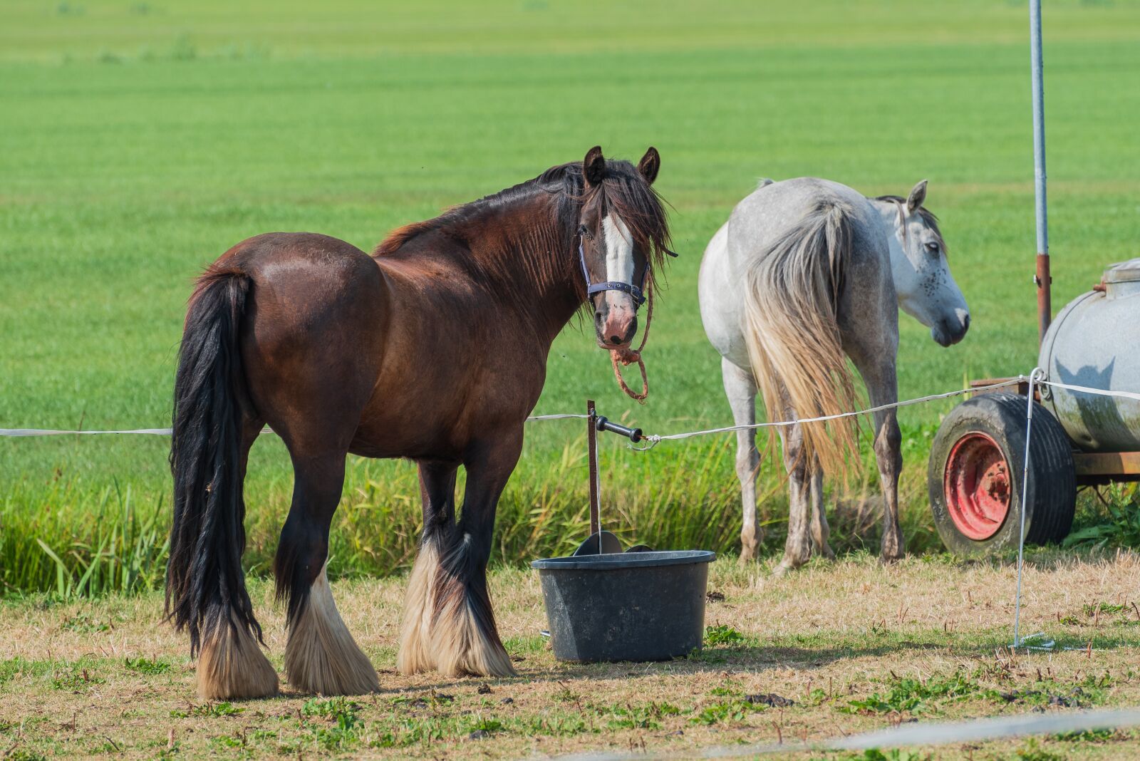 Nikon D750 sample photo. Horses, grass, animal photography