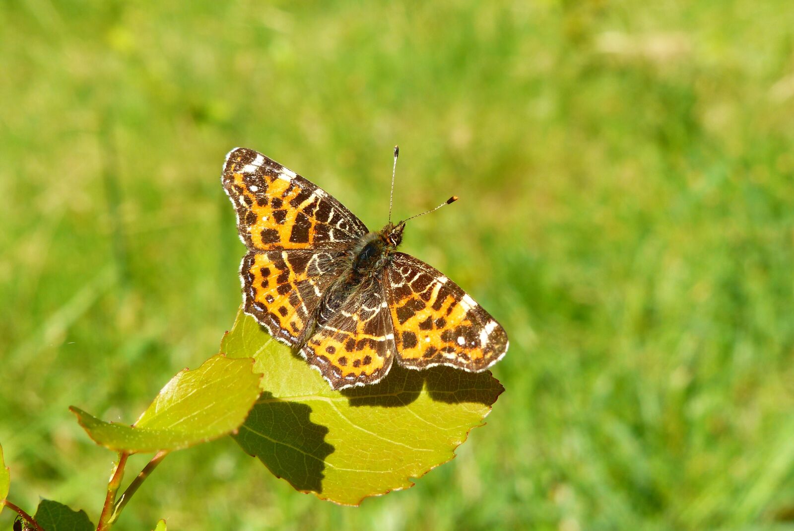 Panasonic Lumix DMC-FZ200 sample photo. Nature, at the court photography