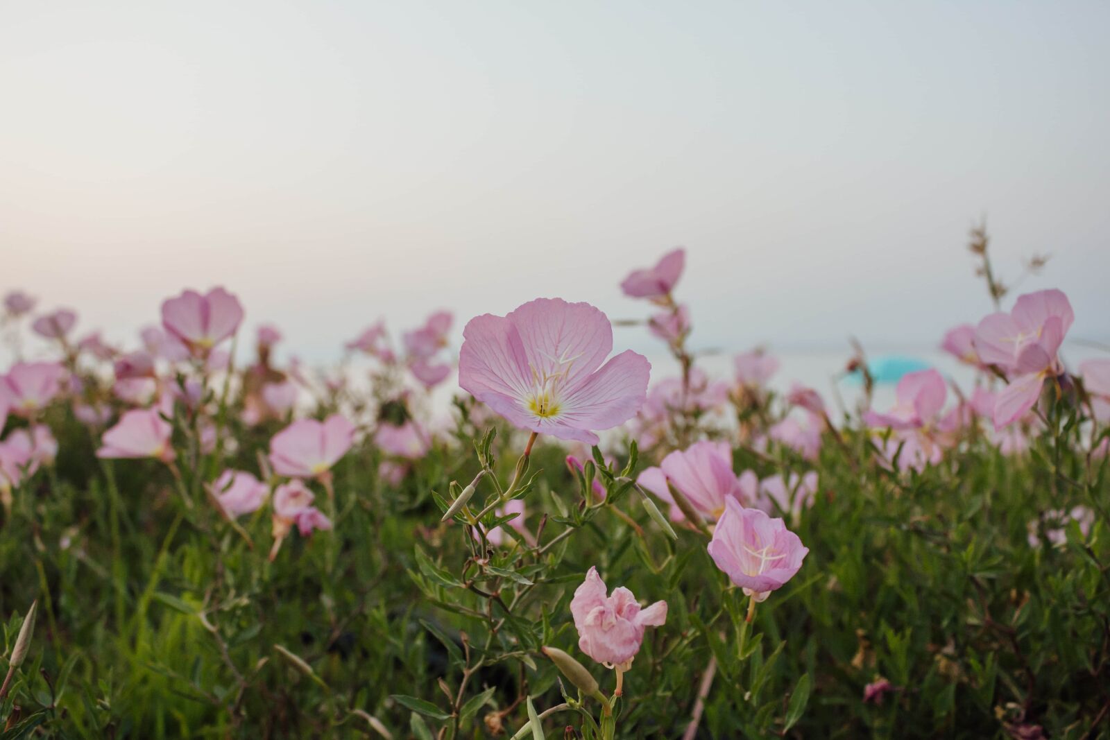 Canon EF-S 18-55mm F3.5-5.6 IS sample photo. Roses, wildflower, pink, nature photography