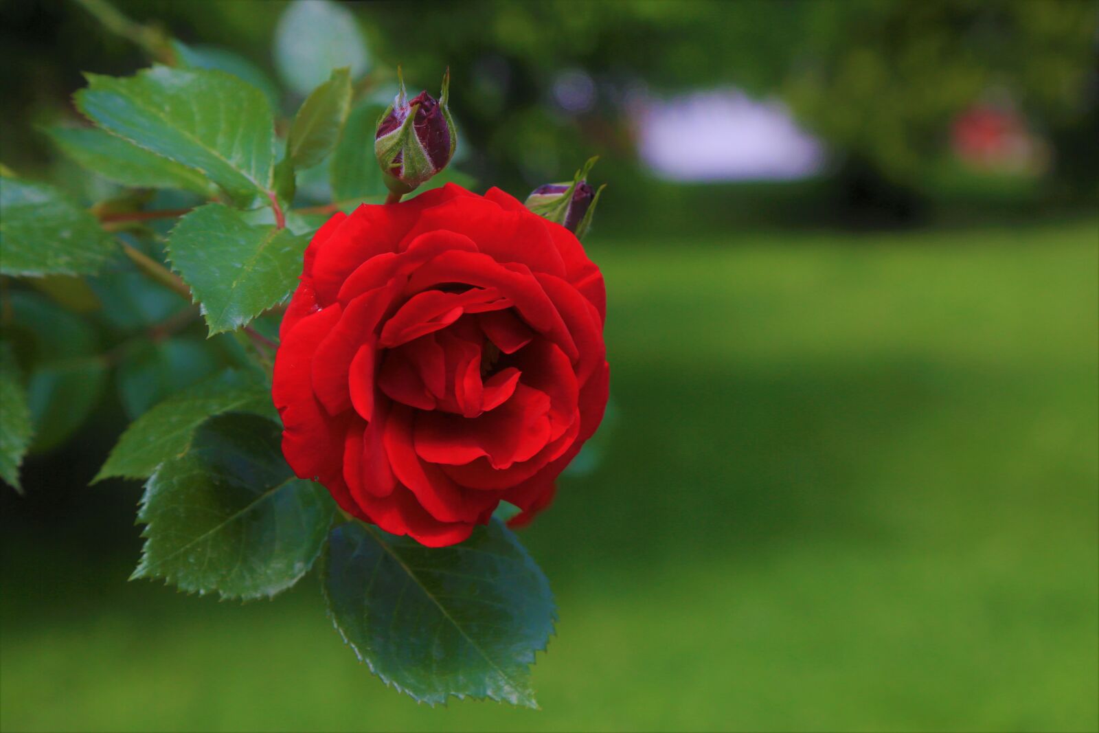 Canon EF 24-105mm F4L IS USM sample photo. Rose, red, nature photography