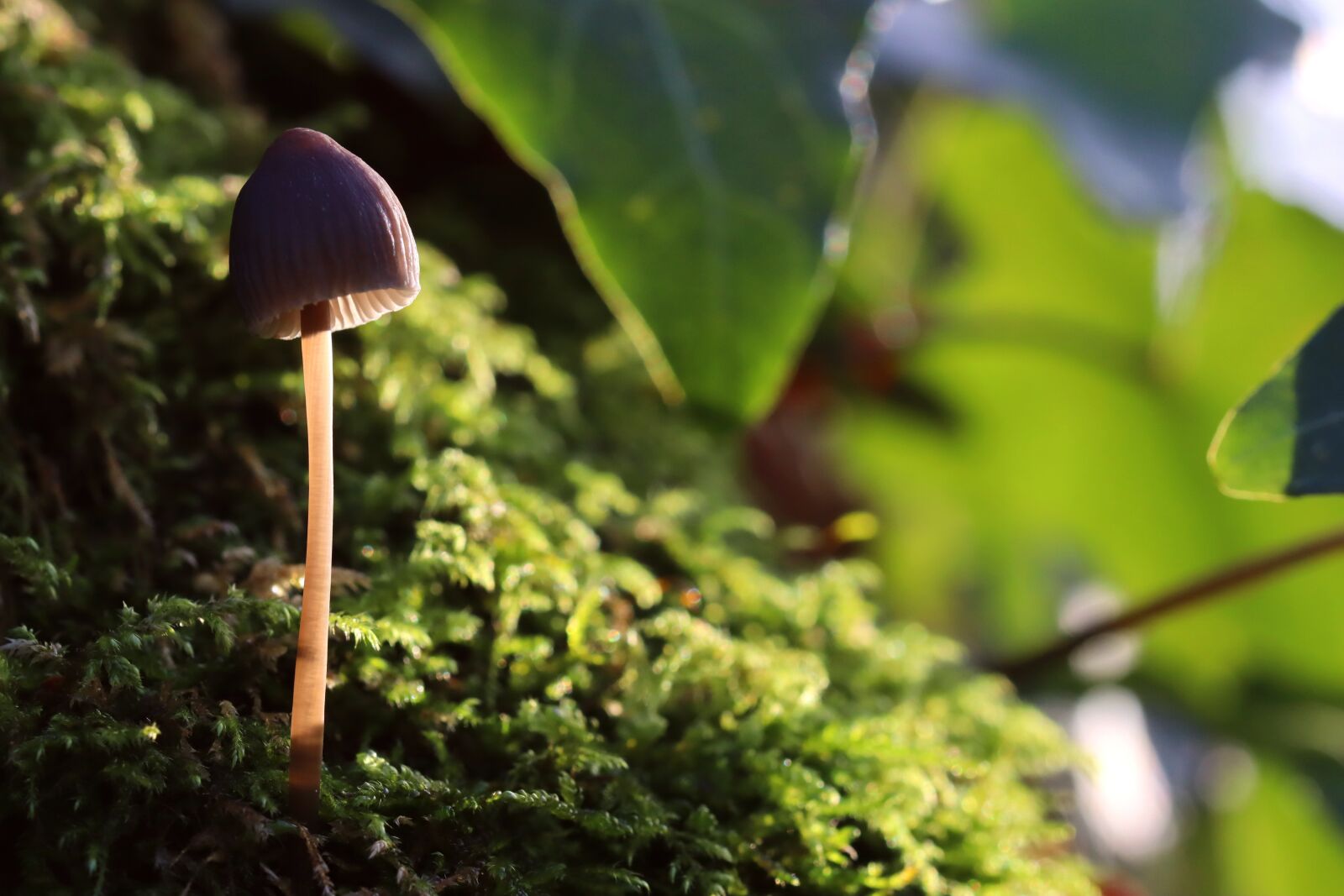 Canon EOS 250D (EOS Rebel SL3 / EOS Kiss X10 / EOS 200D II) sample photo. Mushroom, sun, forest photography
