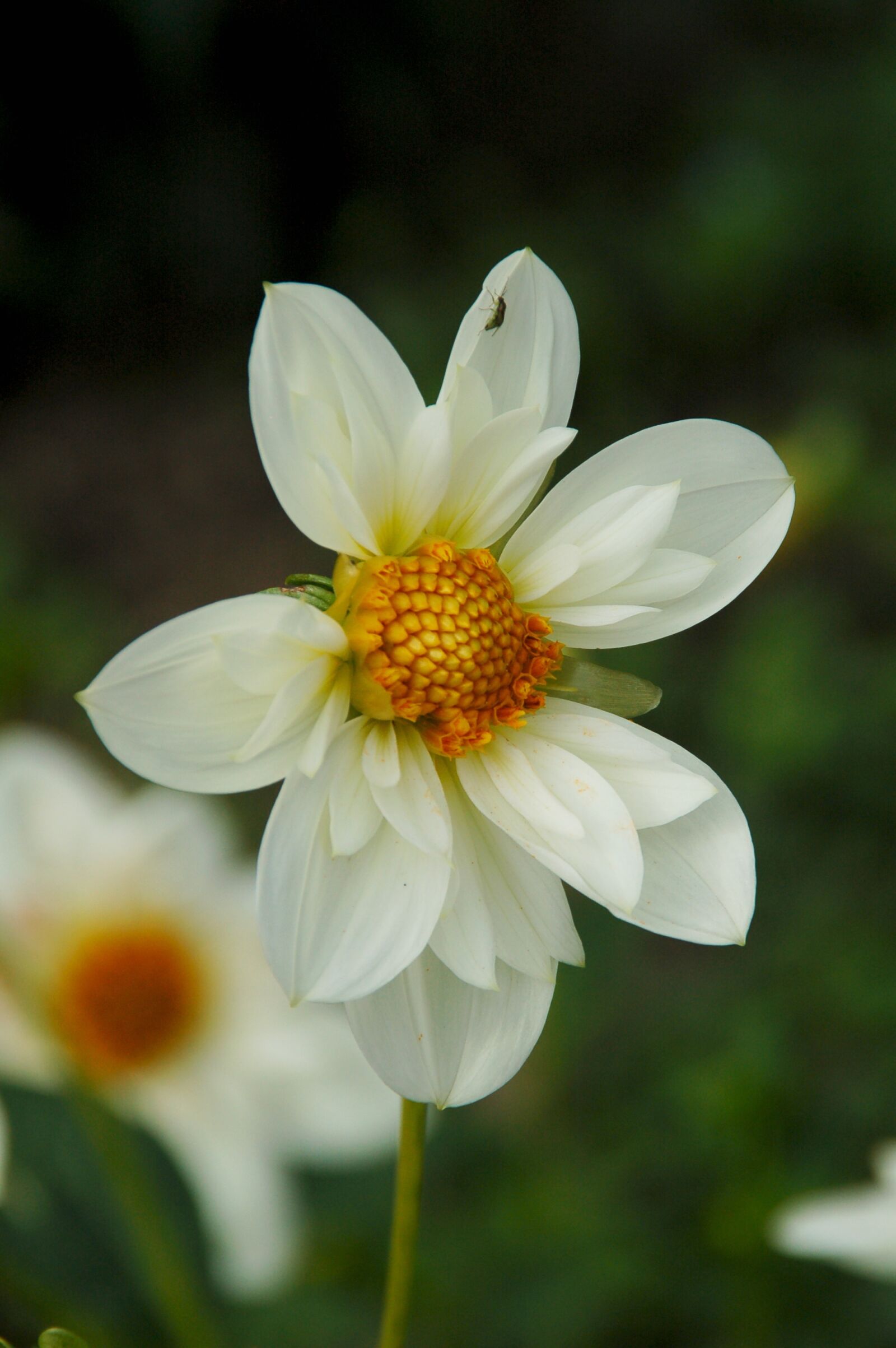 Nikon D50 sample photo. Dahlia, aster, flower photography