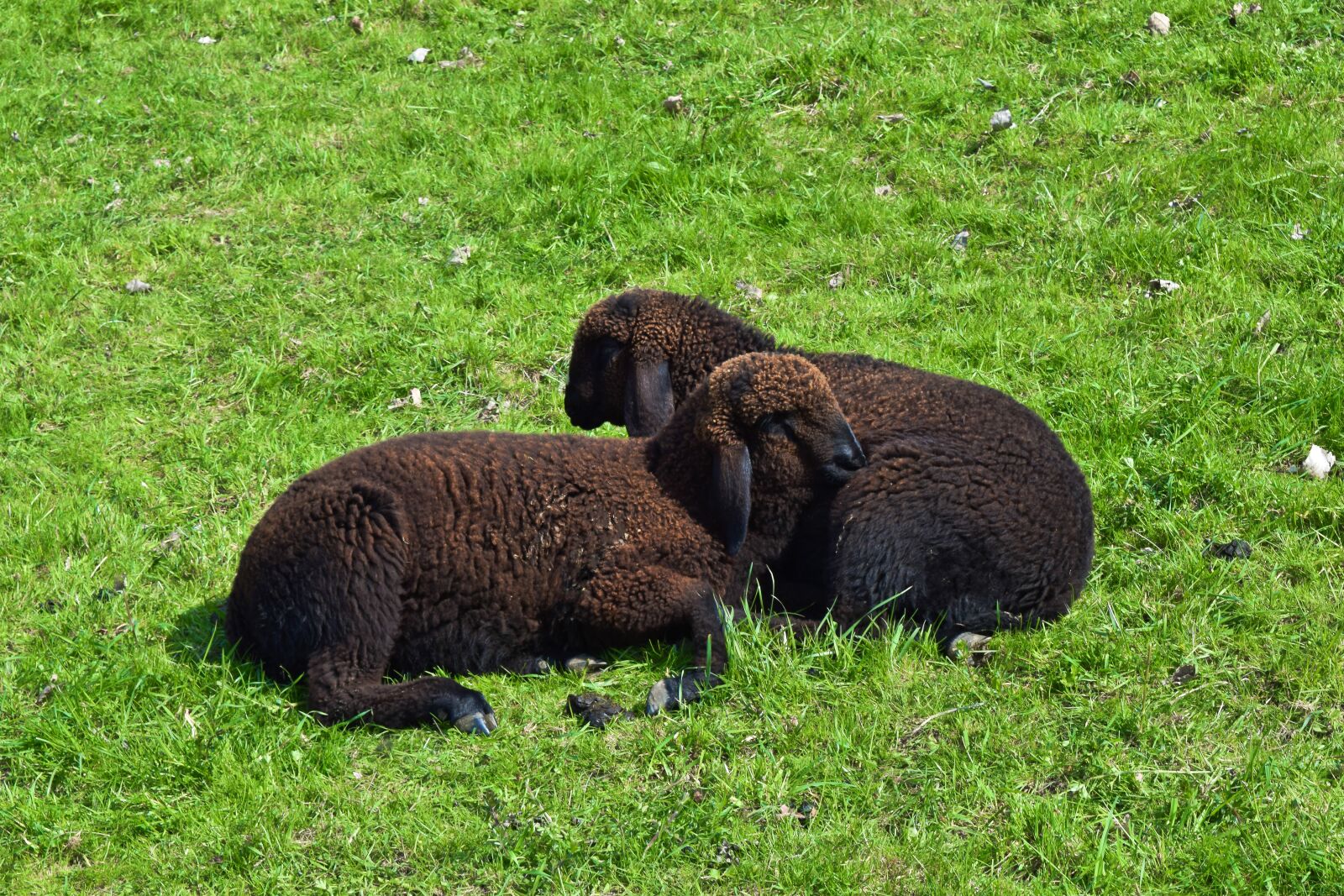 Nikon D3300 sample photo. Animal, sheep, lamb photography