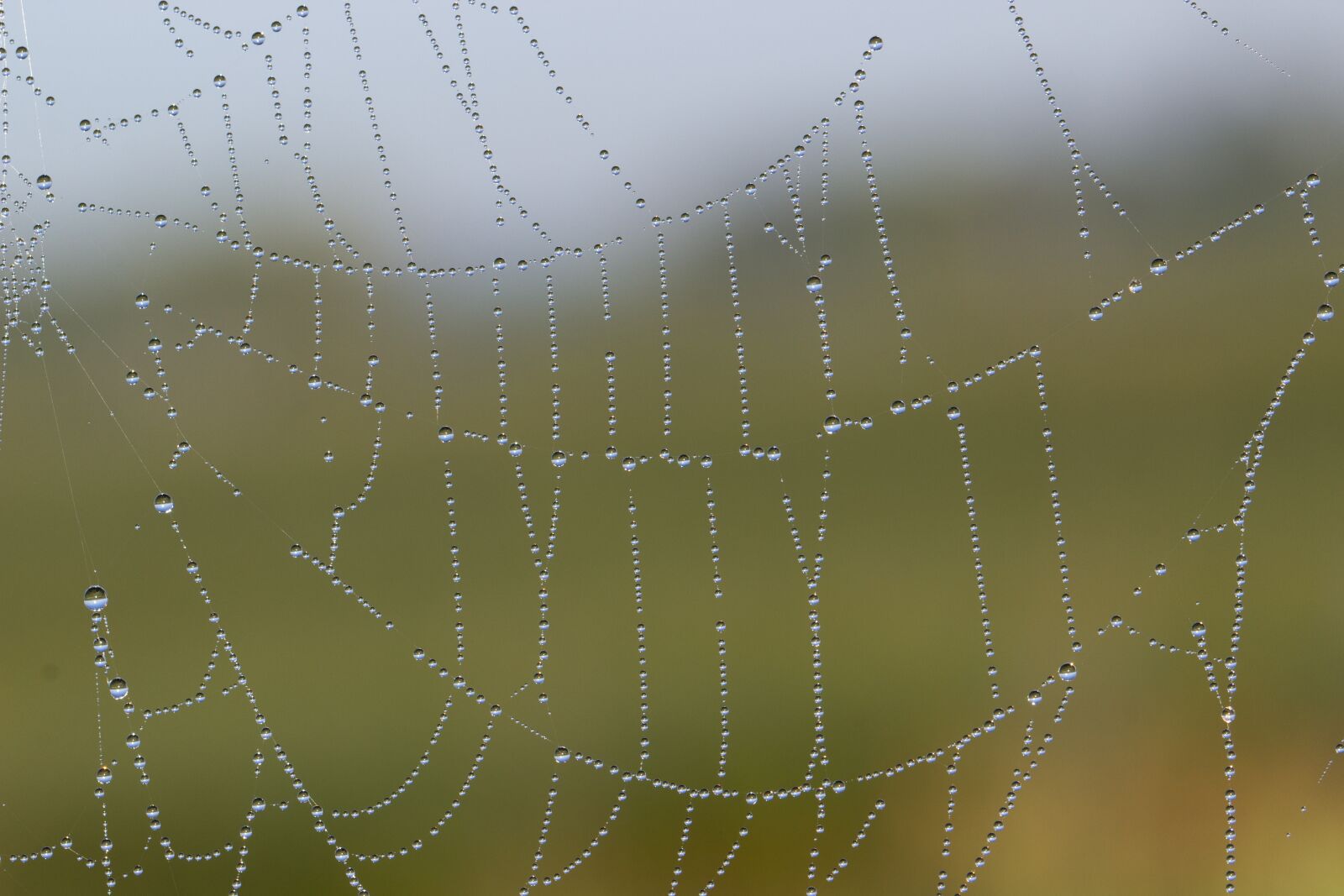 Canon EF 100mm F2.8L Macro IS USM sample photo. Cobweb, web, dewdrop photography