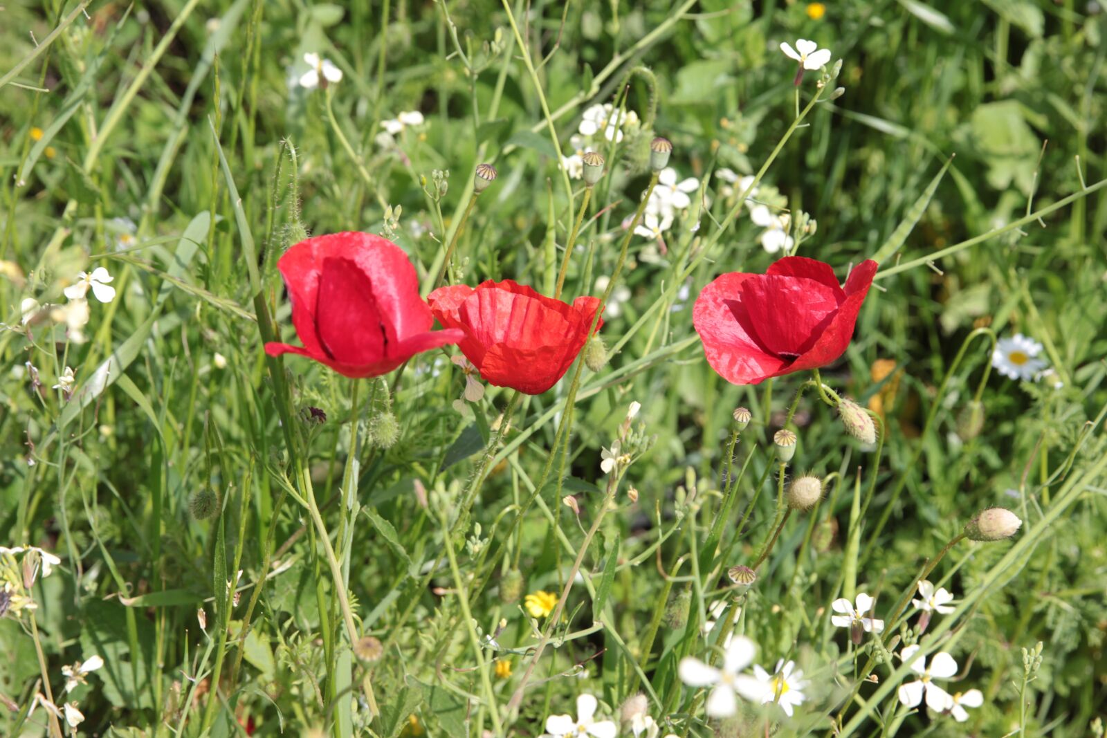 Canon EF 24-70mm F2.8L II USM sample photo. Poppy, poppies, flower photography