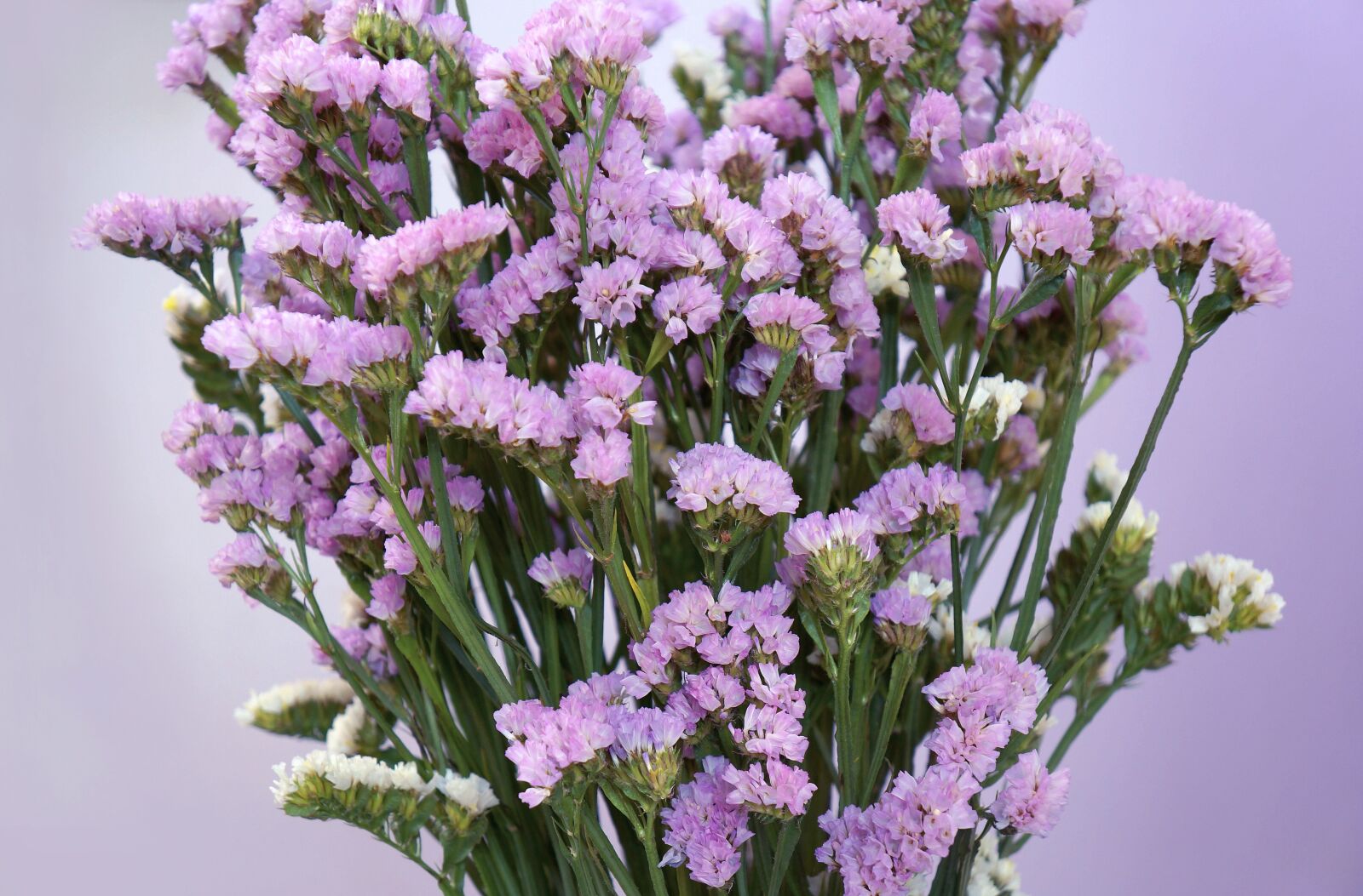 Sony Alpha NEX-F3 + Sony E 18-55mm F3.5-5.6 OSS sample photo. Purple flowers, flowers salem photography