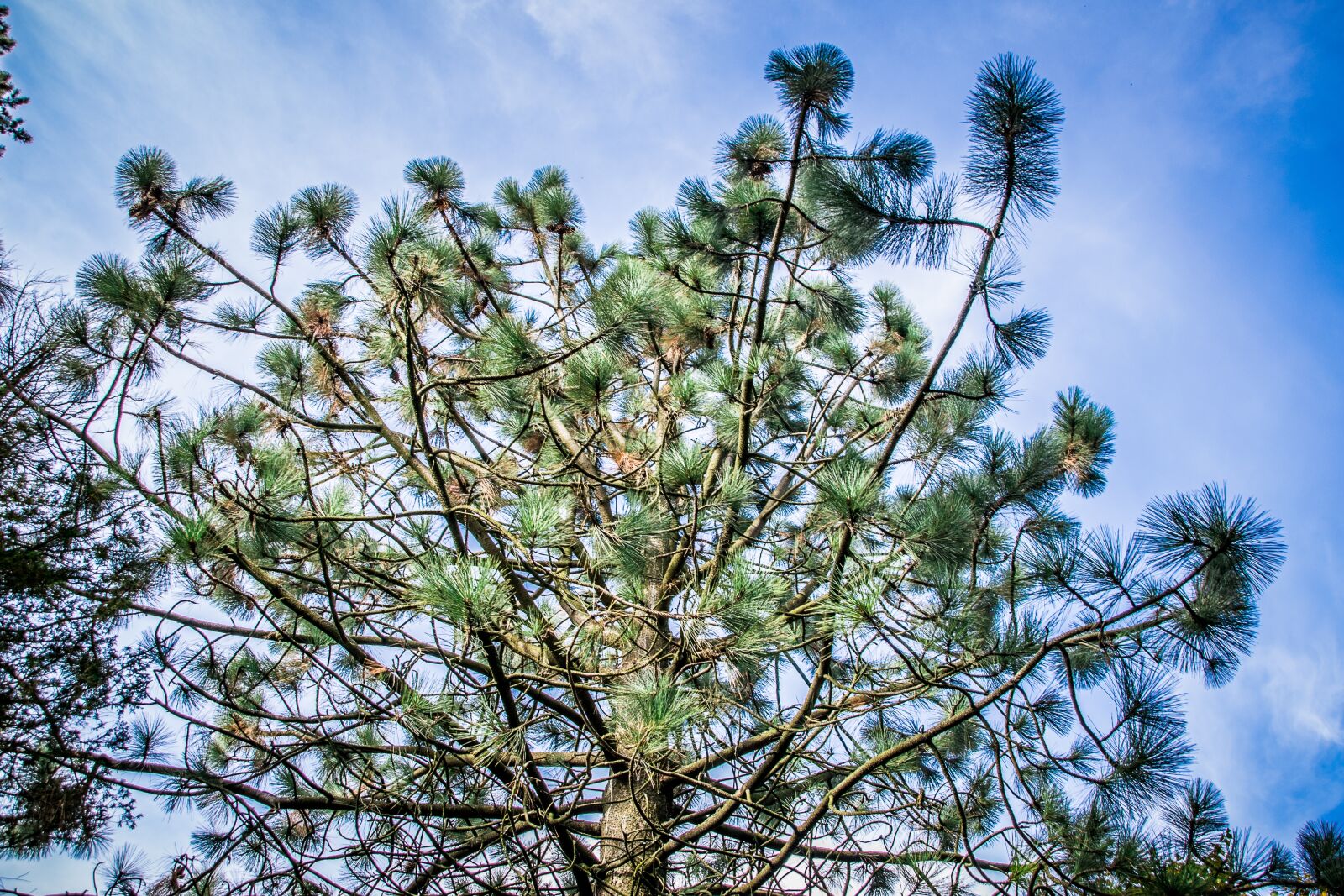Nikon D5300 sample photo. Needles, tree, pine photography