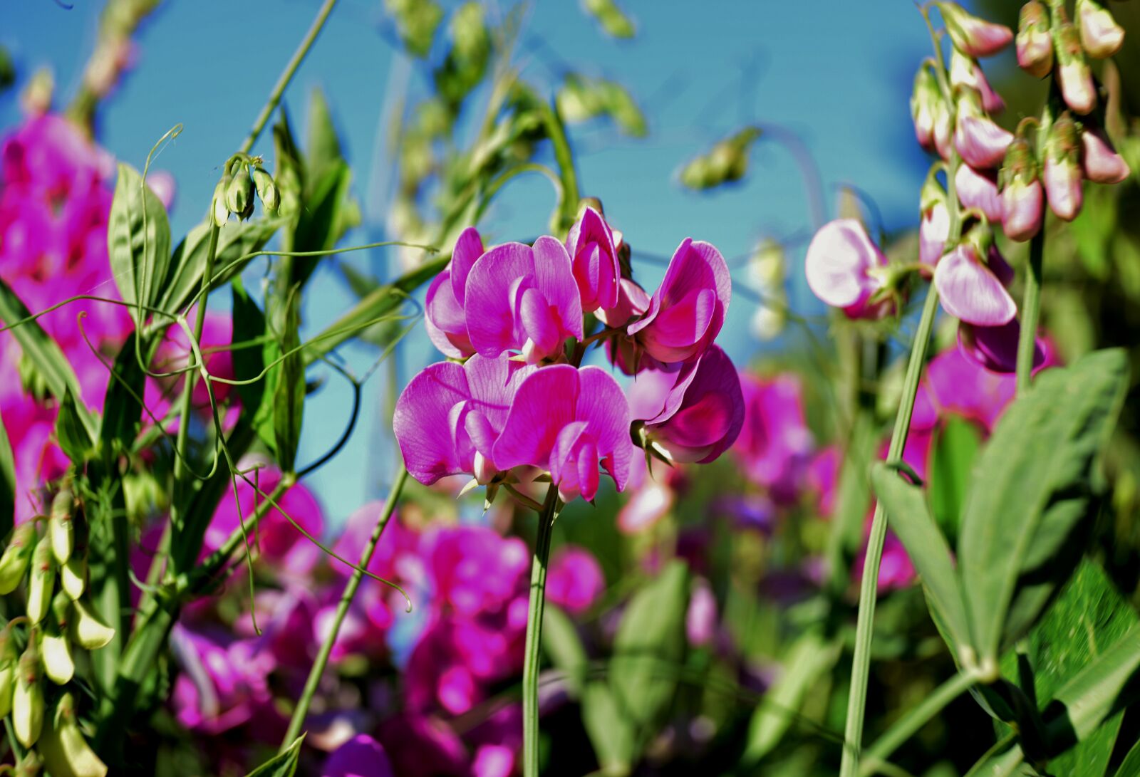 Nikon D600 sample photo. Sweet pea, lathyrus, plant photography