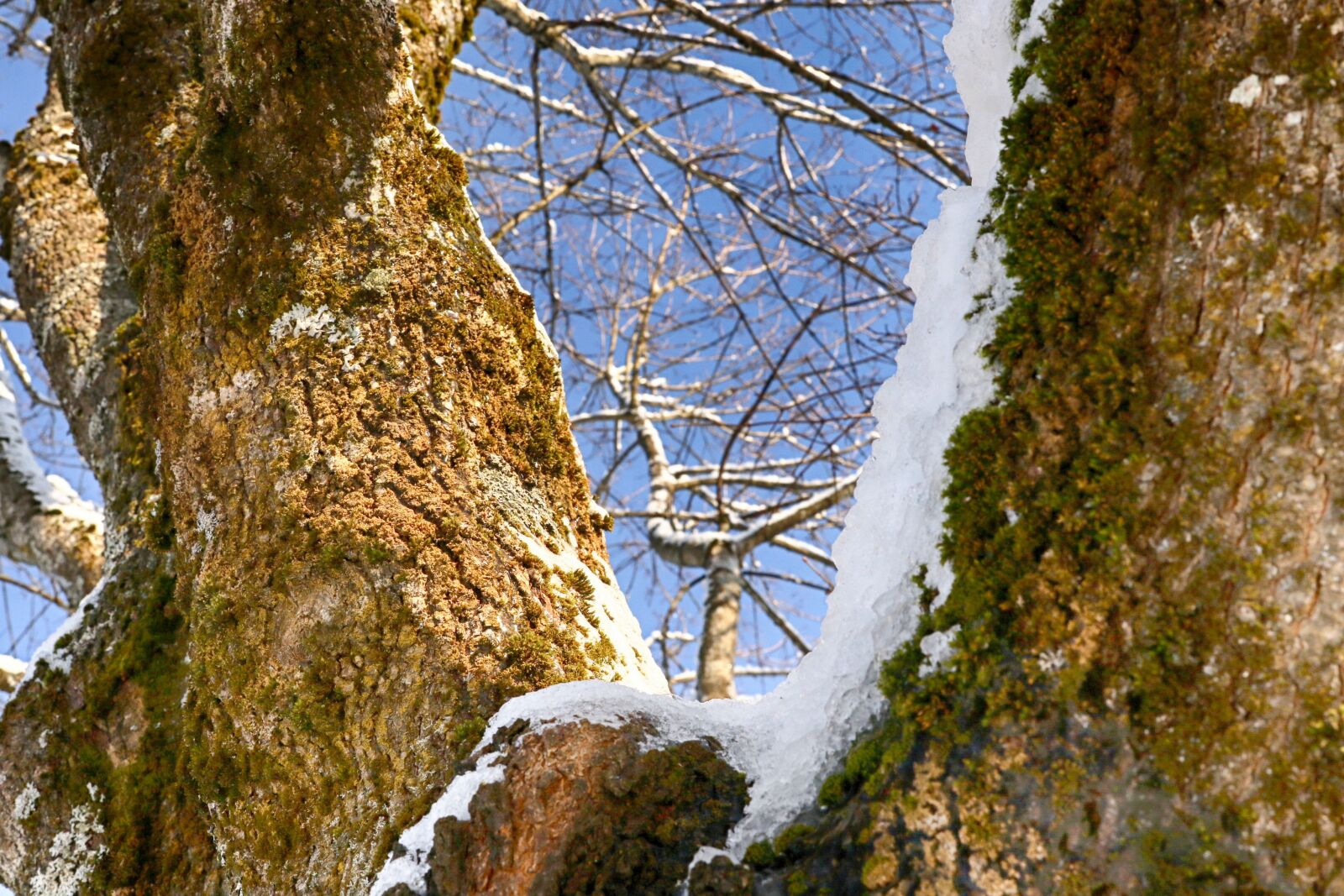 Canon EOS 7D Mark II sample photo. Nature, tree, wood photography
