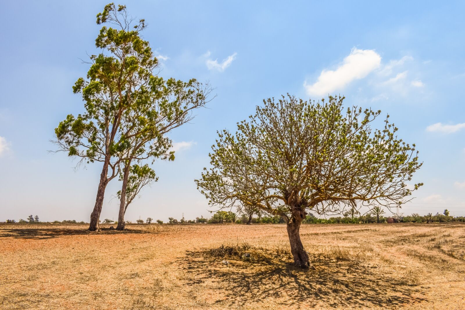 Nikon D3300 sample photo. Trees, meadow, landscape photography