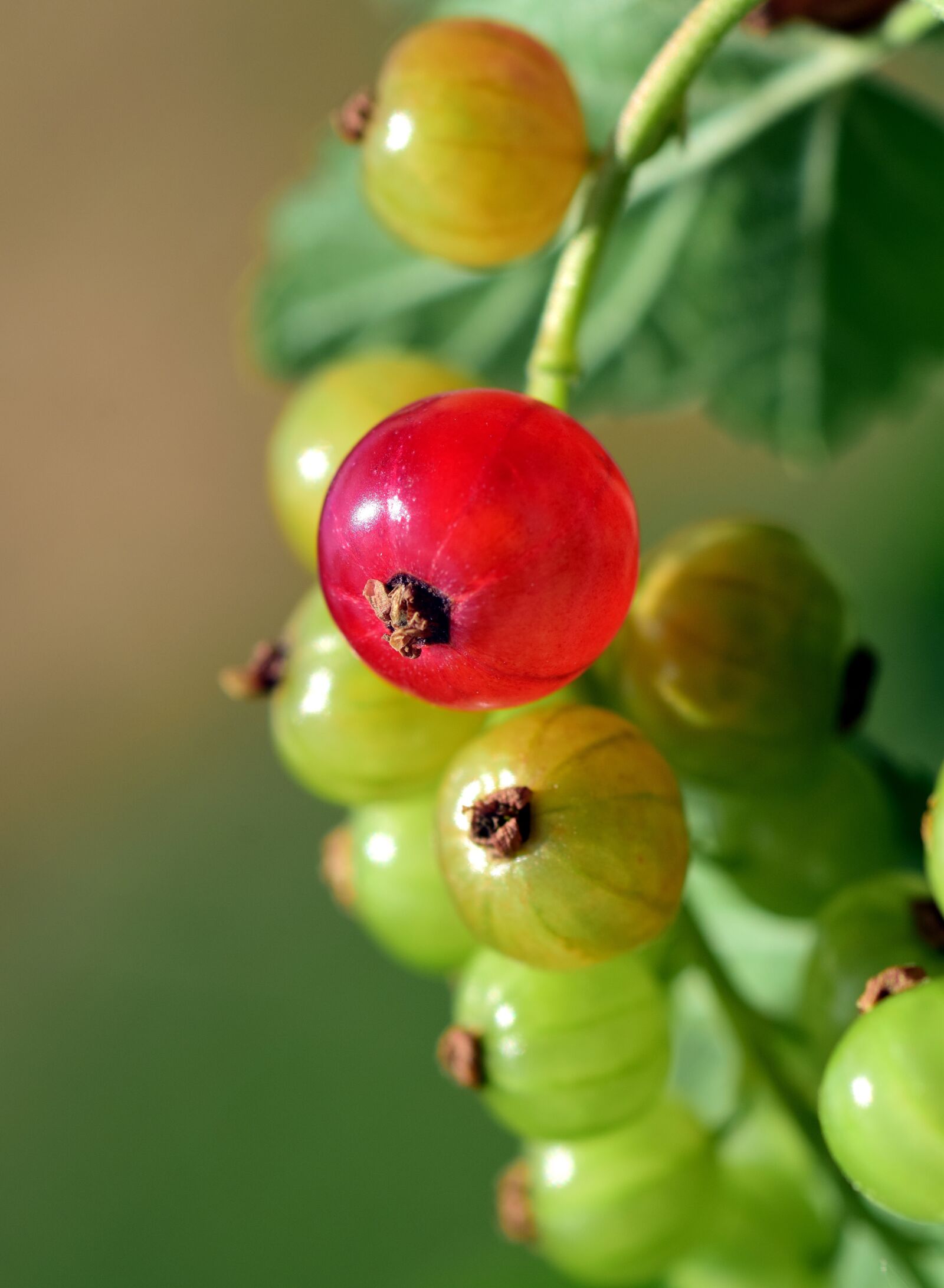 Nikon D3300 sample photo. Currant, panicle, fruit photography