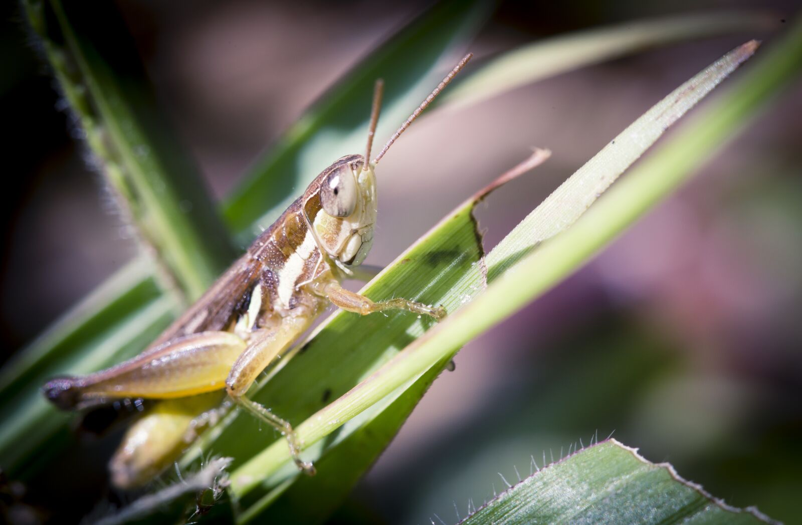 Canon EOS 6D + Canon EF 100mm F2.8 Macro USM sample photo. Grasshopper, natural, asia photography