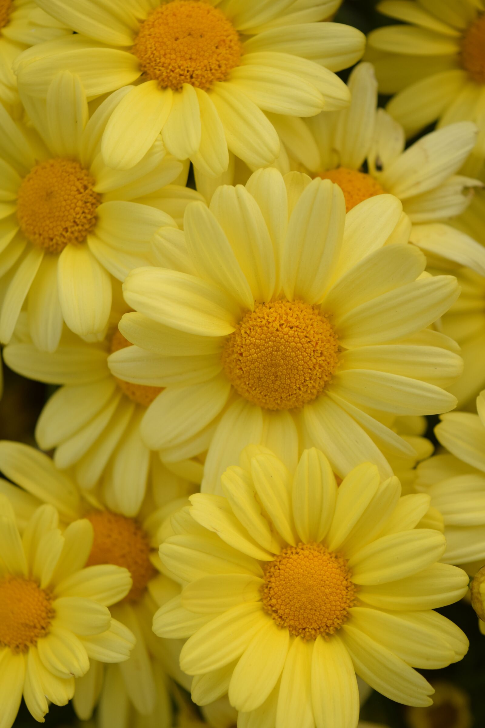 Nikon D3300 sample photo. Daisies, yellow, summer flowers photography