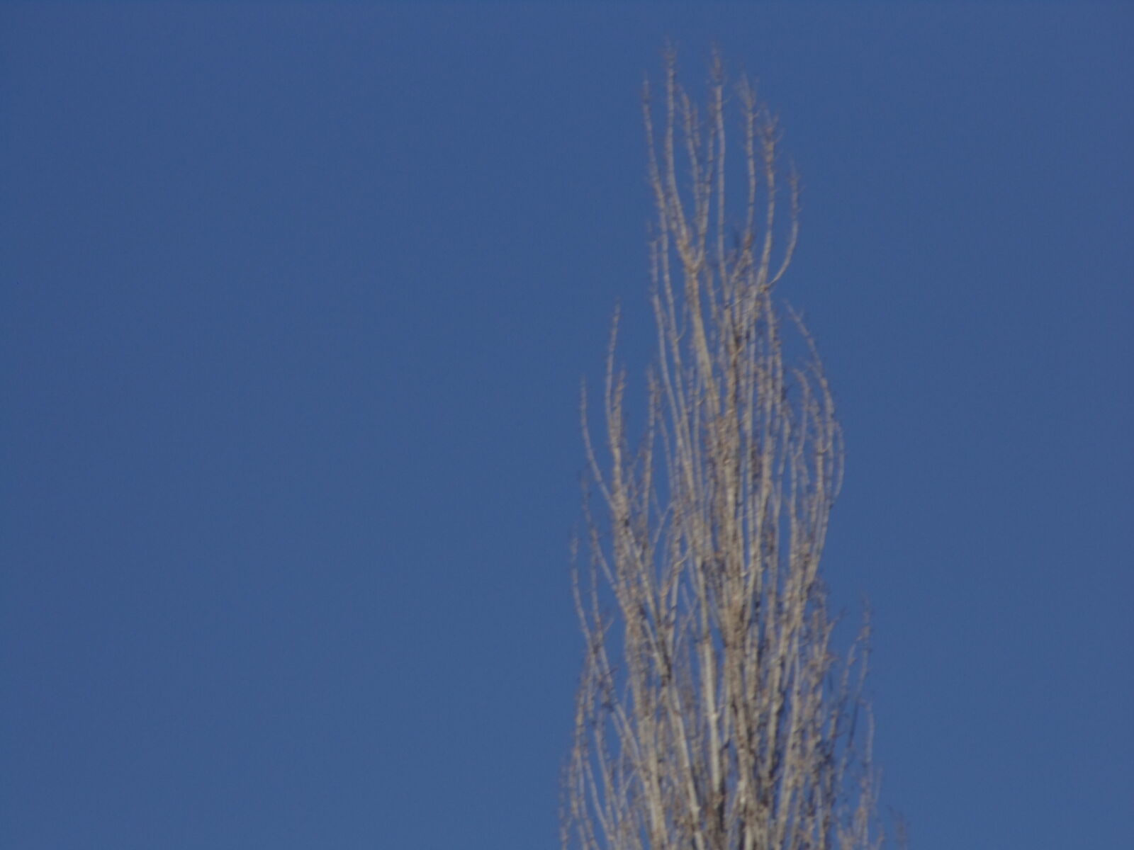 Sony DSC-H100 sample photo