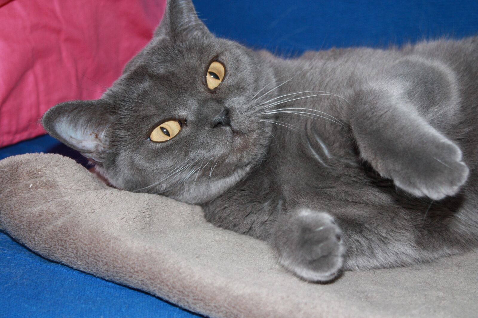 Canon EOS 450D (EOS Rebel XSi / EOS Kiss X2) sample photo. Cat, british short hair photography