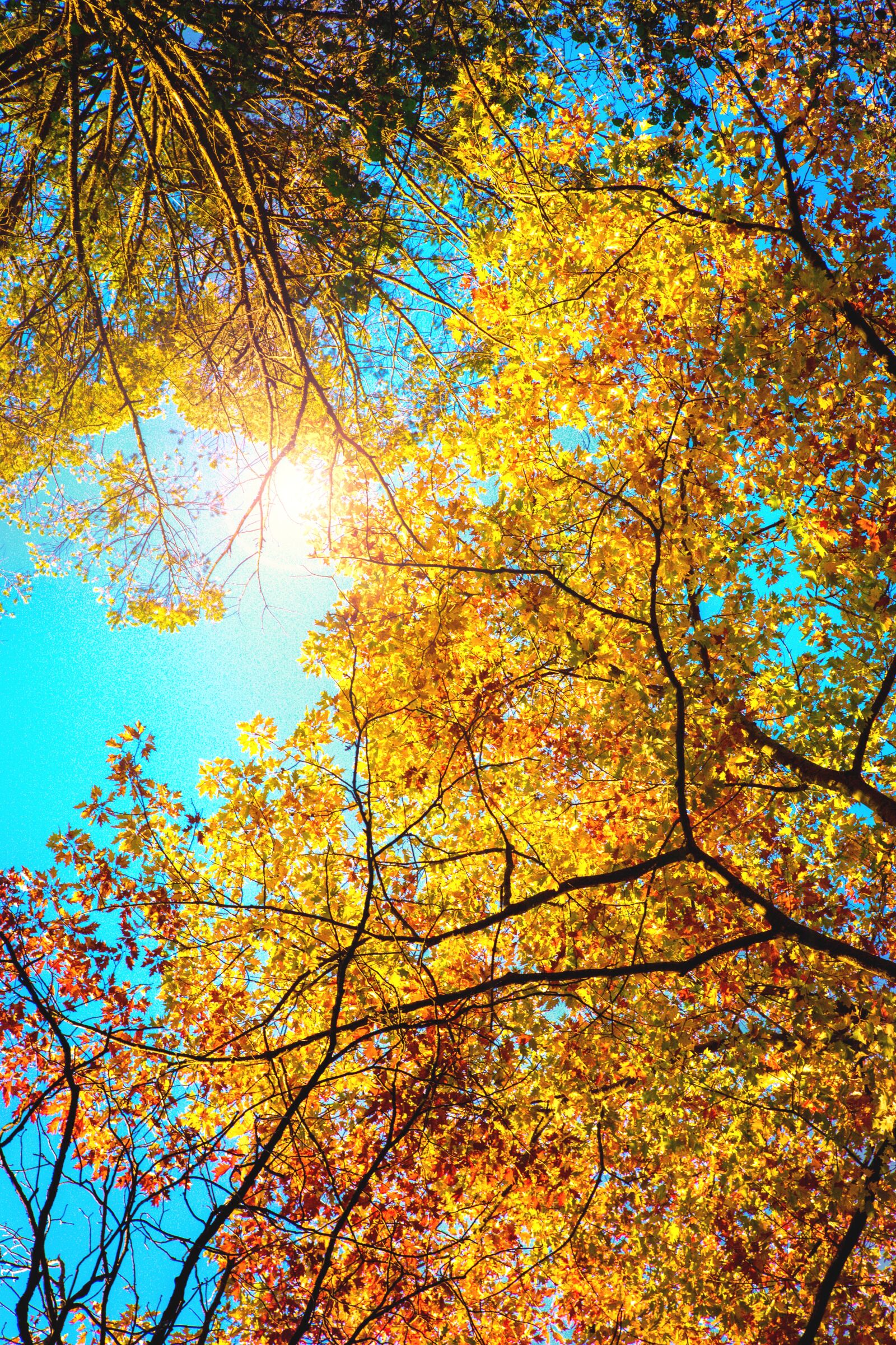 Canon EOS 5D Mark III sample photo. Autumn, orange, leaves photography