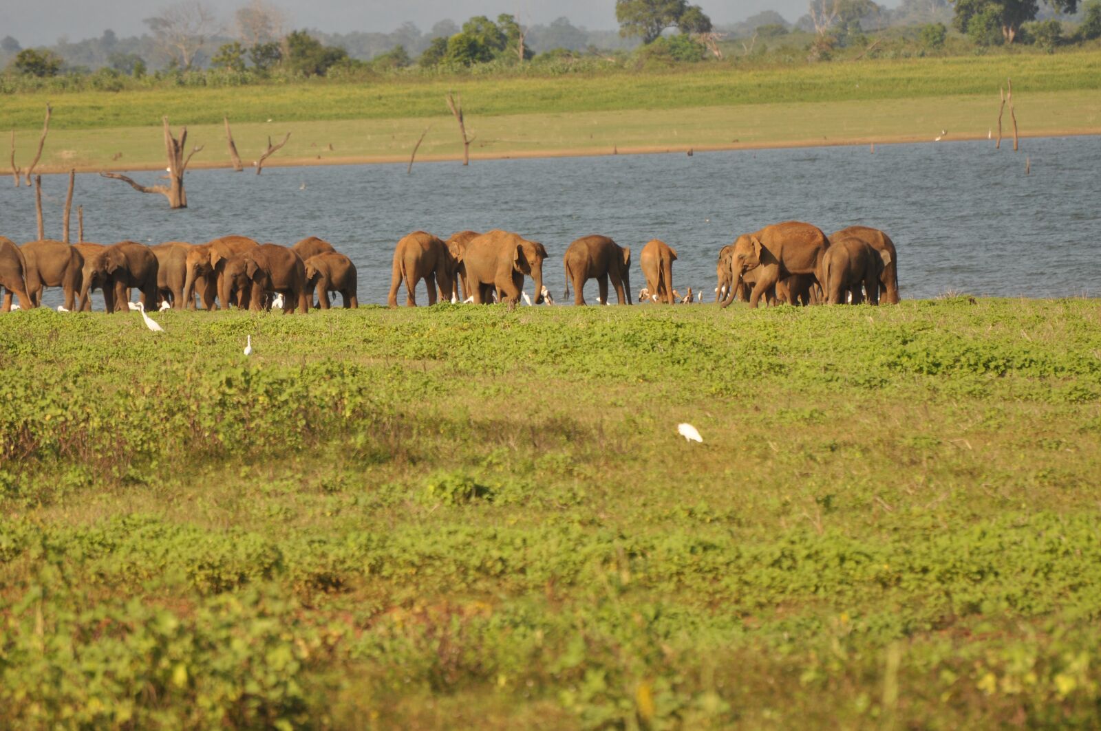 Nikon D90 sample photo. Elephants, lake, watering hole photography