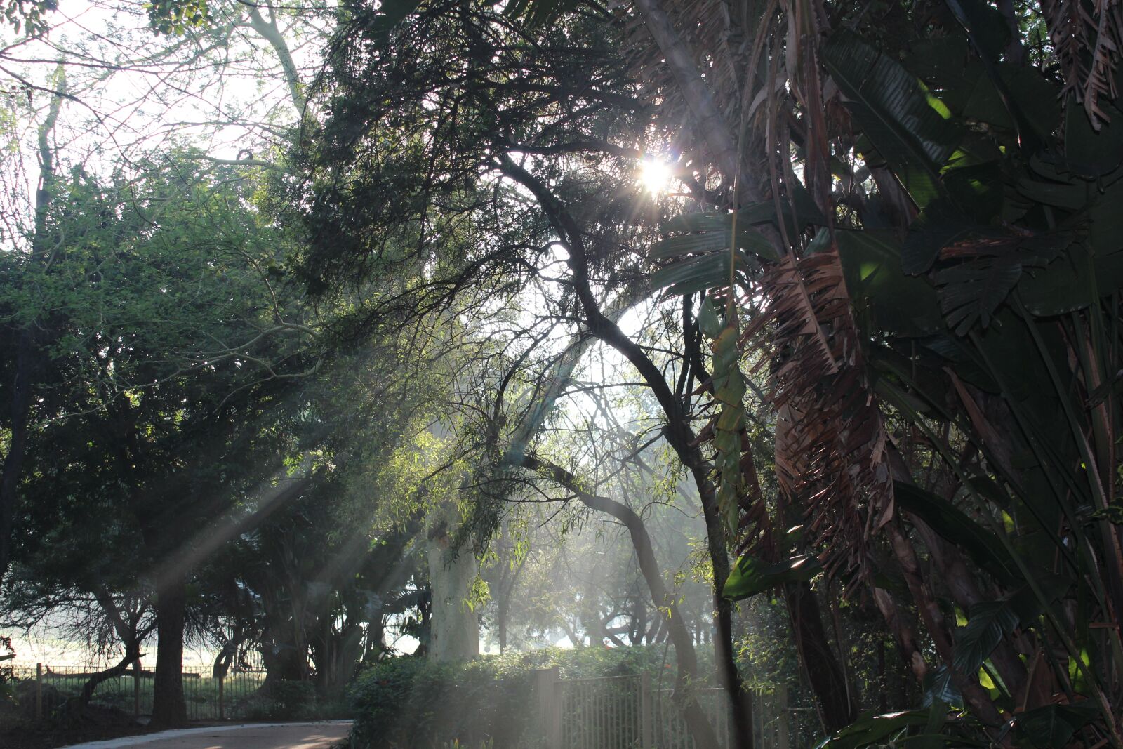 Canon EOS 600D (Rebel EOS T3i / EOS Kiss X5) sample photo. Nature, sunlight, environment photography