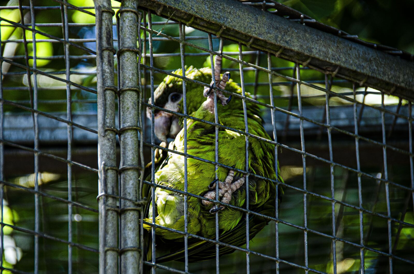 Nikon D5100 sample photo. Bird, close up, spring photography