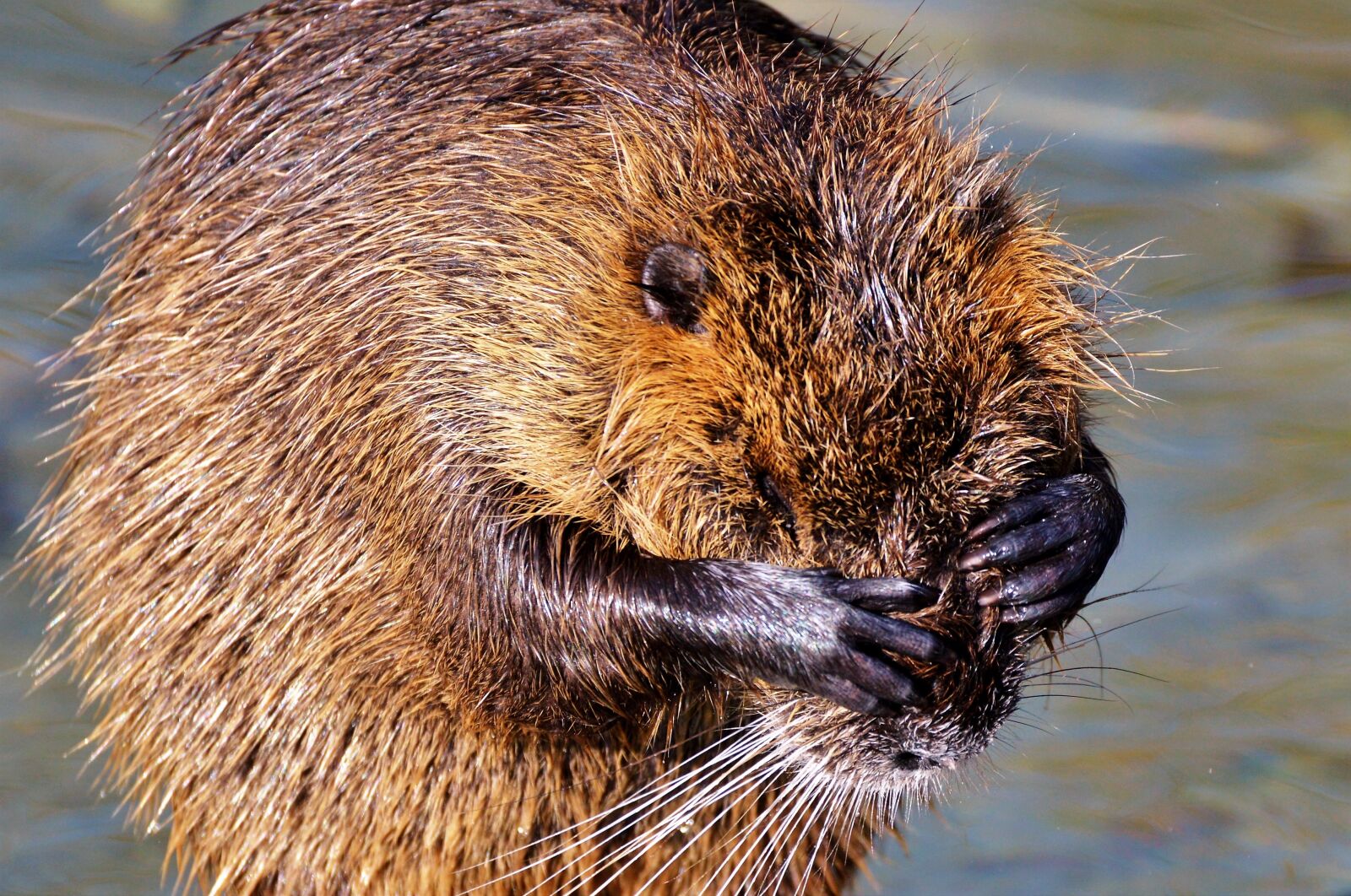 Nikon D3200 sample photo. Nutria, rodent, water rat photography