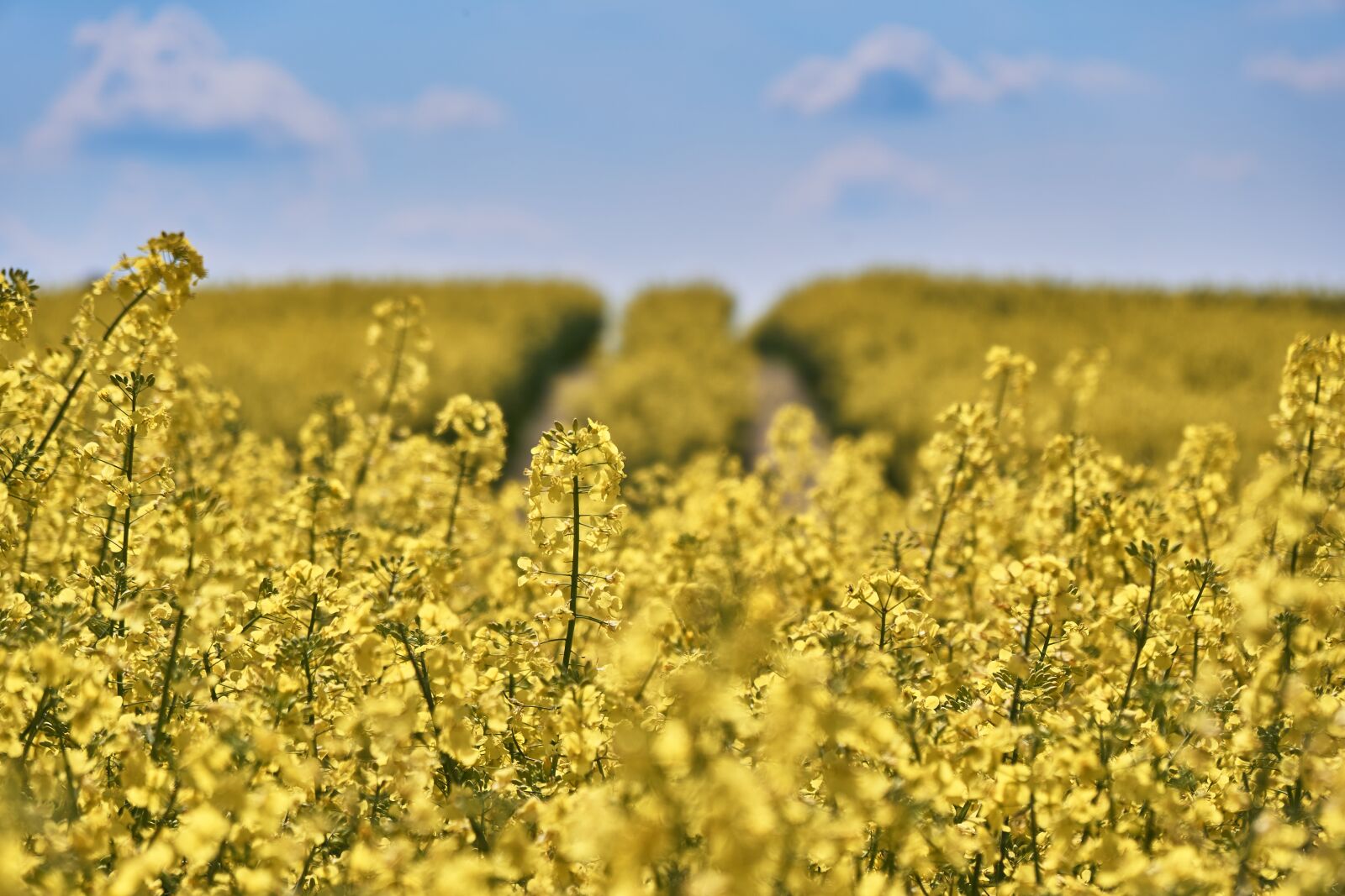 Sony a6300 sample photo. Field of rapeseeds, field photography