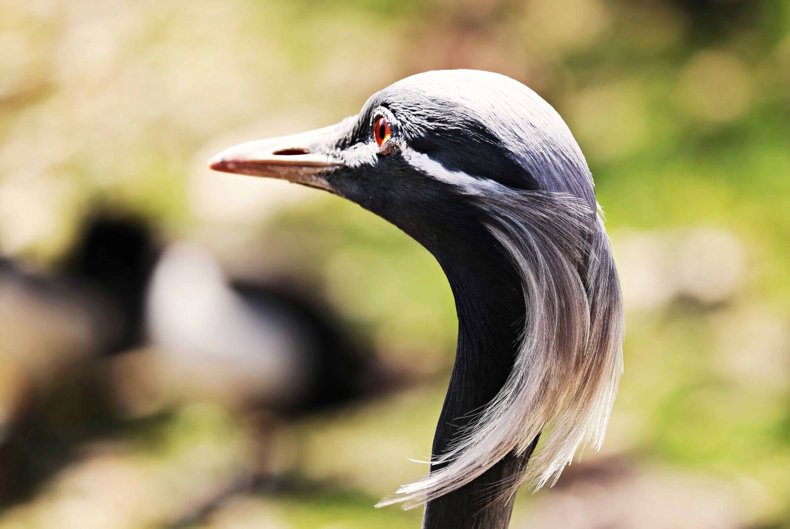 Canon EOS 80D sample photo. Wildlife, bird, nature, beak photography