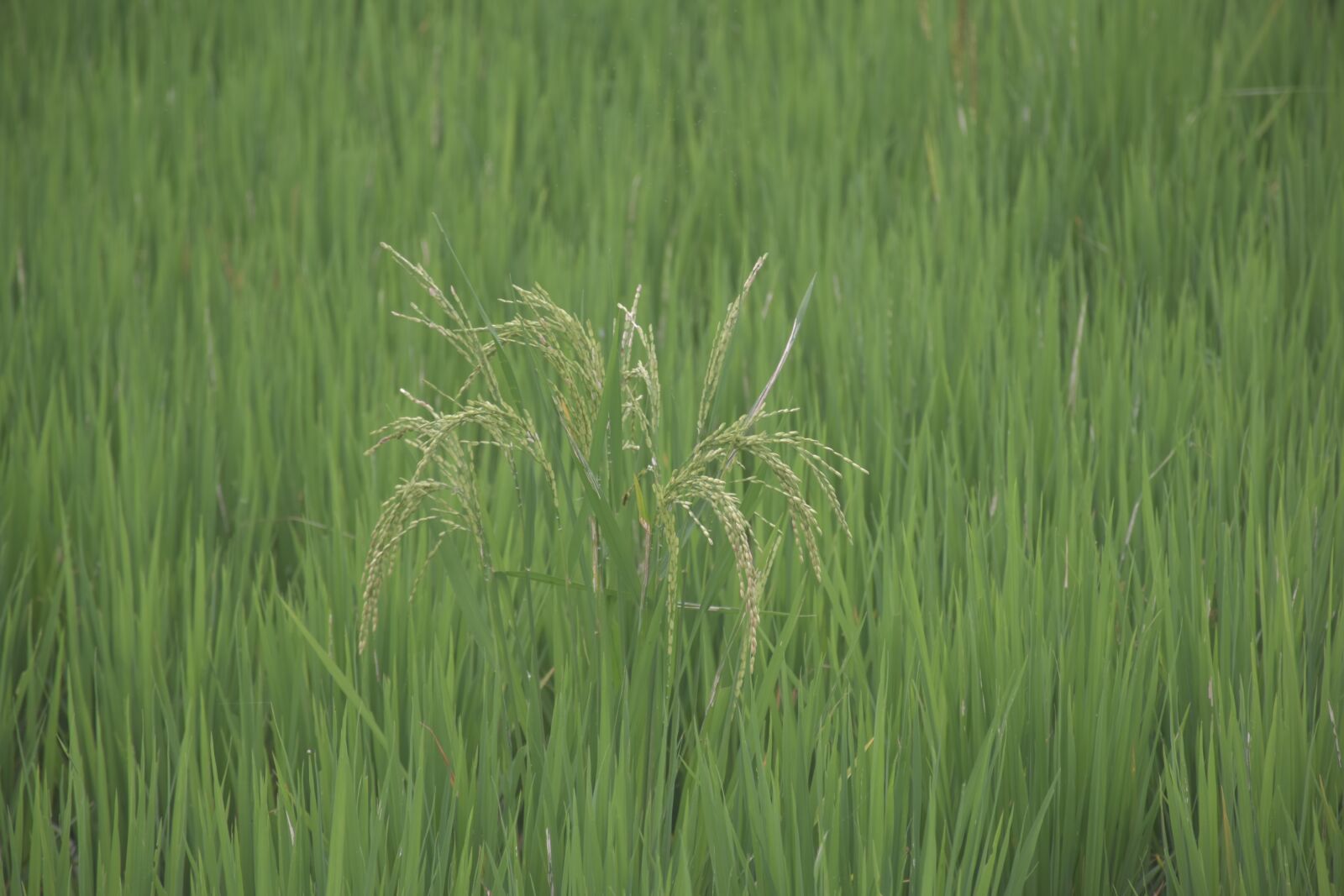 Nikon D5600 sample photo. Rice, peddy, rice plant photography