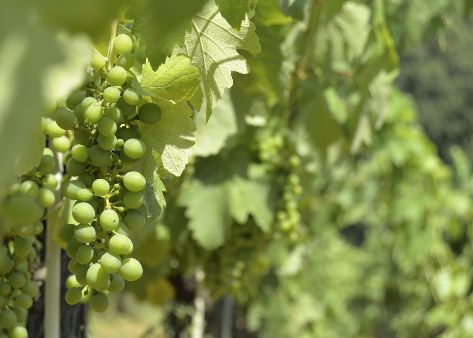 Nikon D610 sample photo. Grape, sun, summer photography