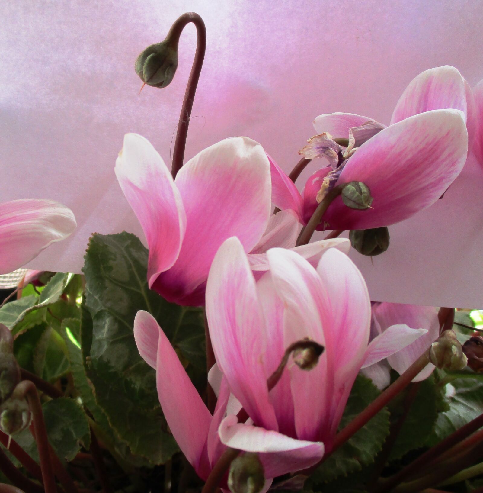 Canon IXUS 185 sample photo. Cyclamen, rosa, flowers photography