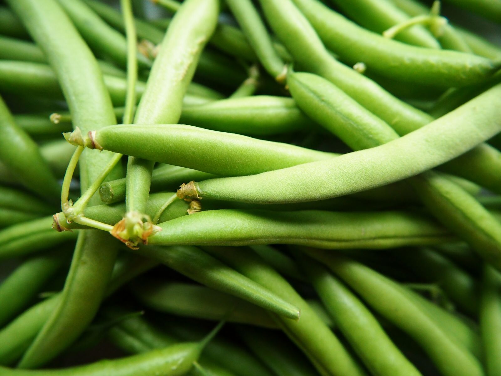 Olympus OM-D E-M10 sample photo. Green beans, vegetables, garden photography