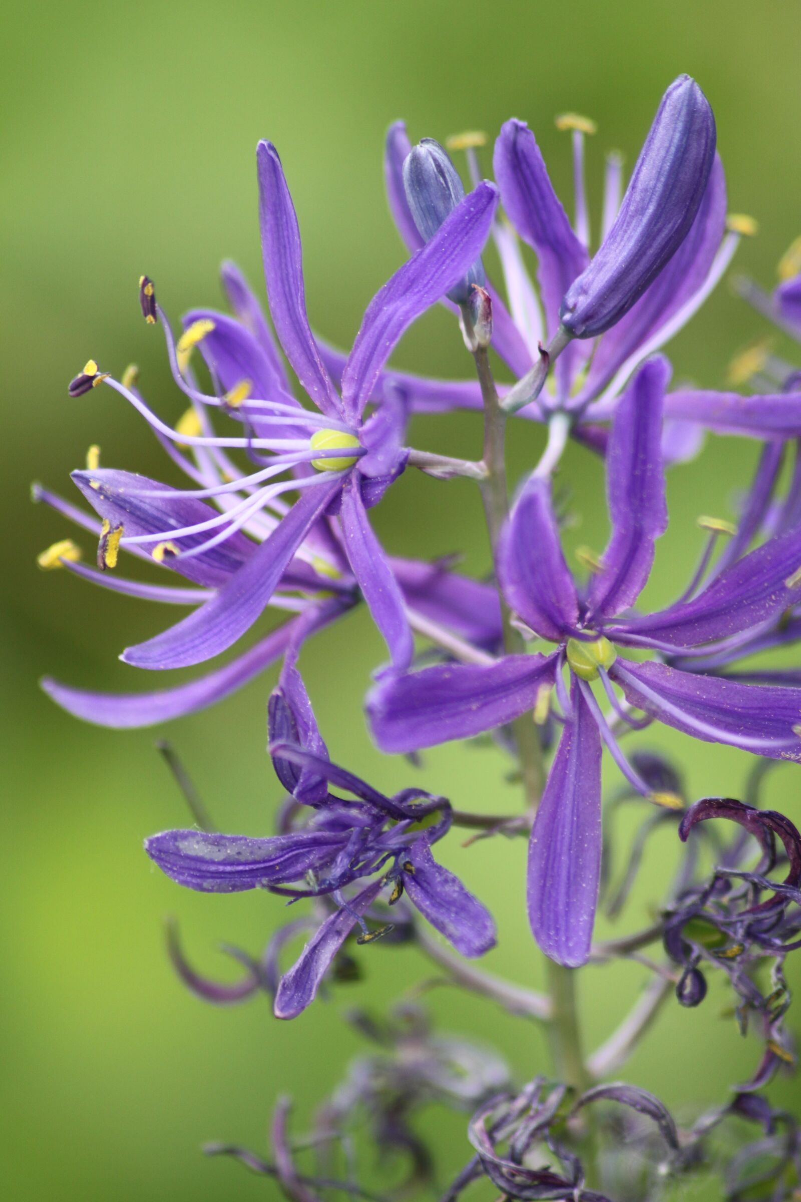 Canon EOS 500D (EOS Rebel T1i / EOS Kiss X3) sample photo. Purple flower, close up photography