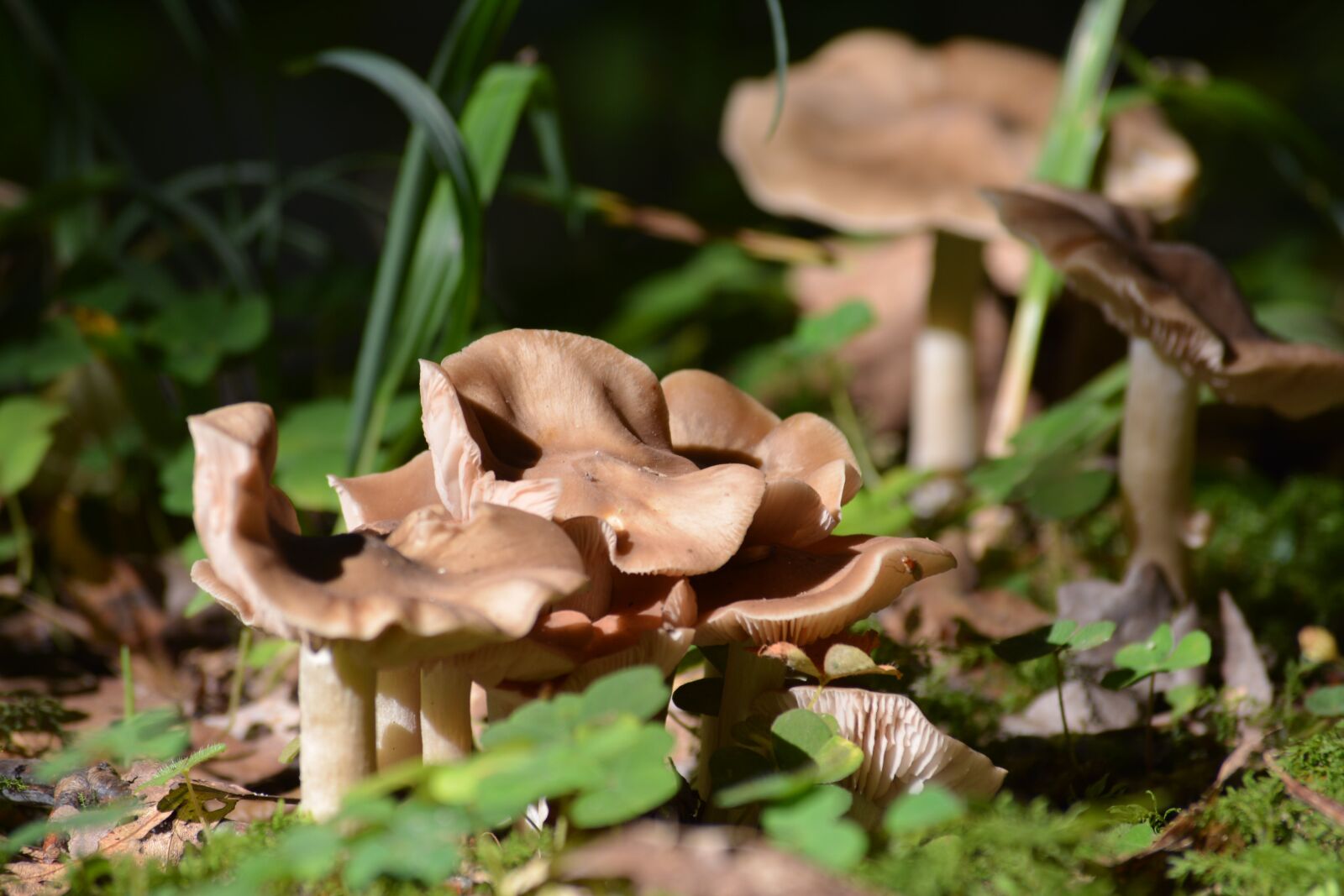 Nikon D5200 sample photo. Mushrooms, nature, autumn photography