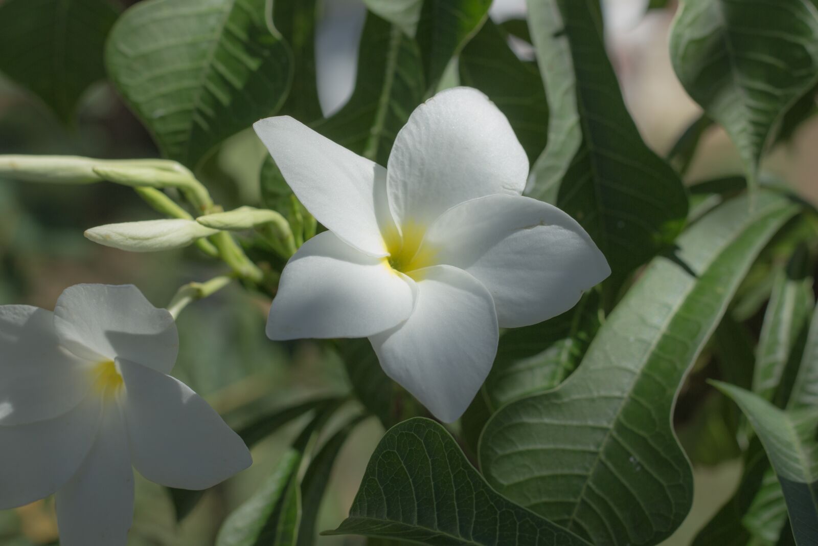 Canon EOS 700D (EOS Rebel T5i / EOS Kiss X7i) + Canon EF 50mm F1.8 STM sample photo. Plant, flowers, nature photography