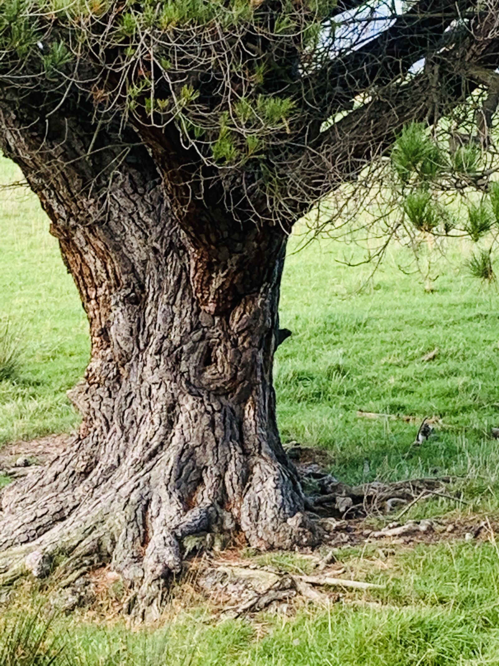 Apple iPhone XR sample photo. Tree, old, nature photography