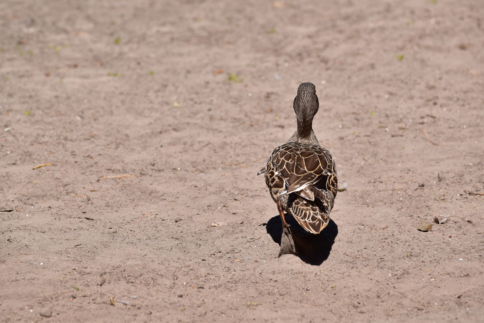 Nikon D5600 sample photo. Duck, water bird, animal photography