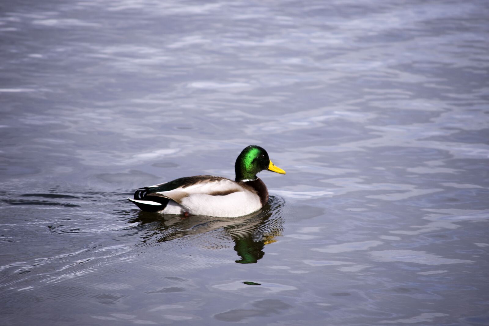 Nikon D7200 sample photo. Duck, water, bird photography