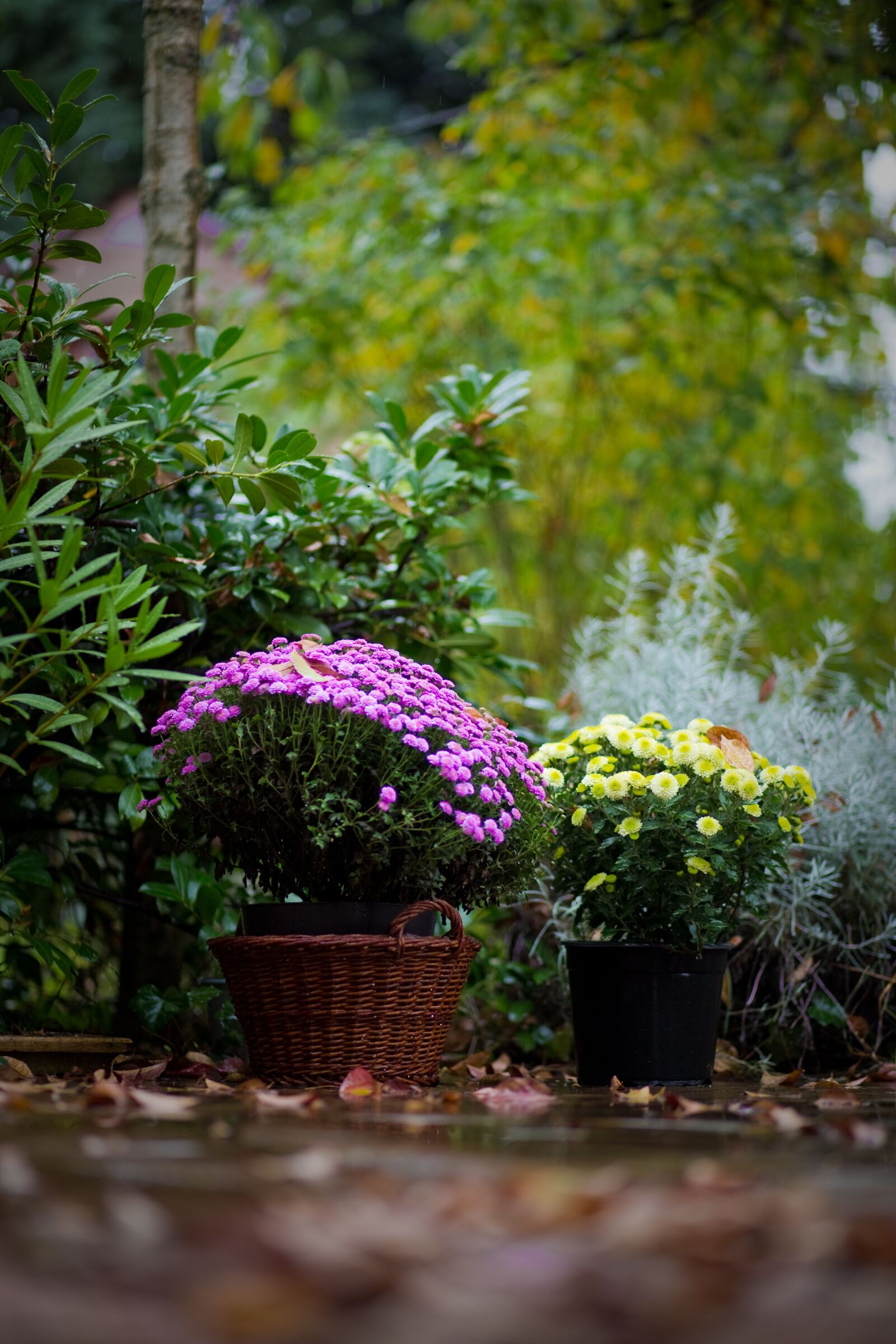 Canon EOS 6D sample photo. Garden, autumn, rain photography