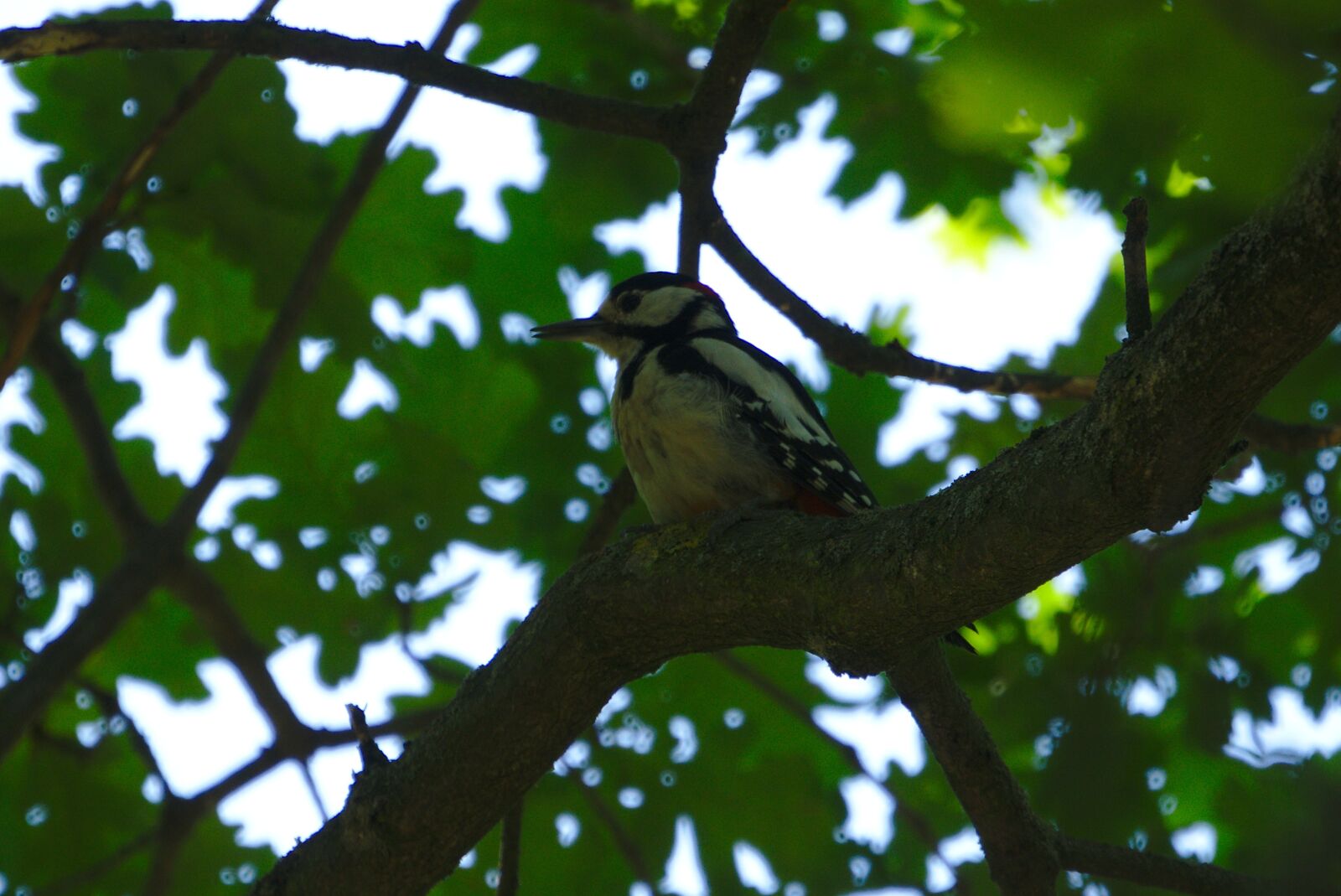 Sony FE 70-300mm F4.5-5.6 G OSS sample photo. Great spotted woodpecker, dendrocopos photography