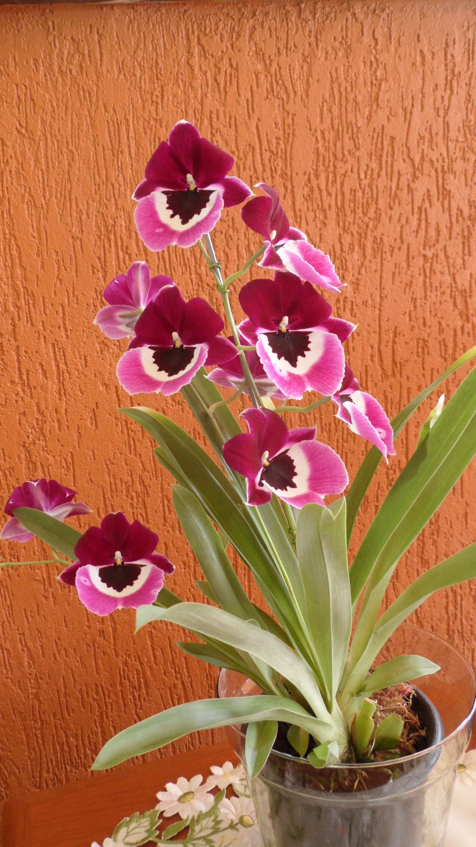 Samsung VLUU ST5500, ST5500, CL80 sample photo. Orchid, flowers, flower photography