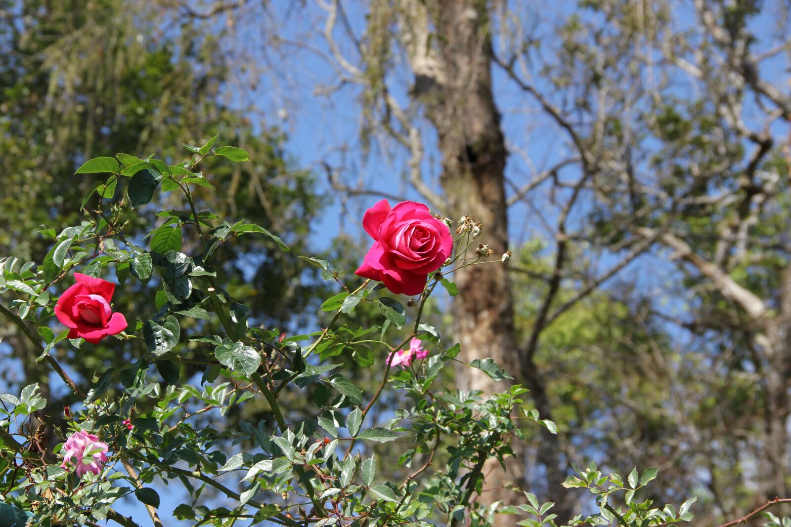 Canon EOS 550D (EOS Rebel T2i / EOS Kiss X4) sample photo. Leash, chiang mai thailand photography