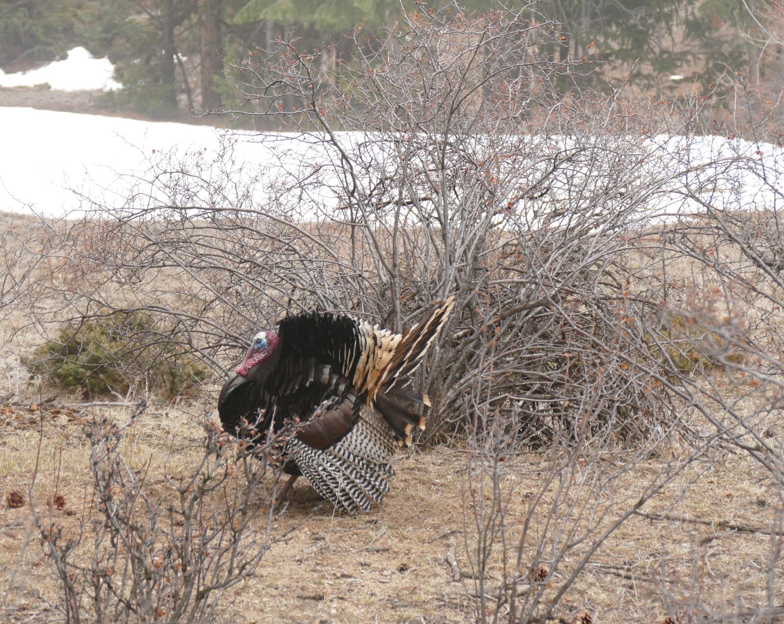 Panasonic Lumix DMC-FZ1000 sample photo. Turkey strut, wild turkey photography
