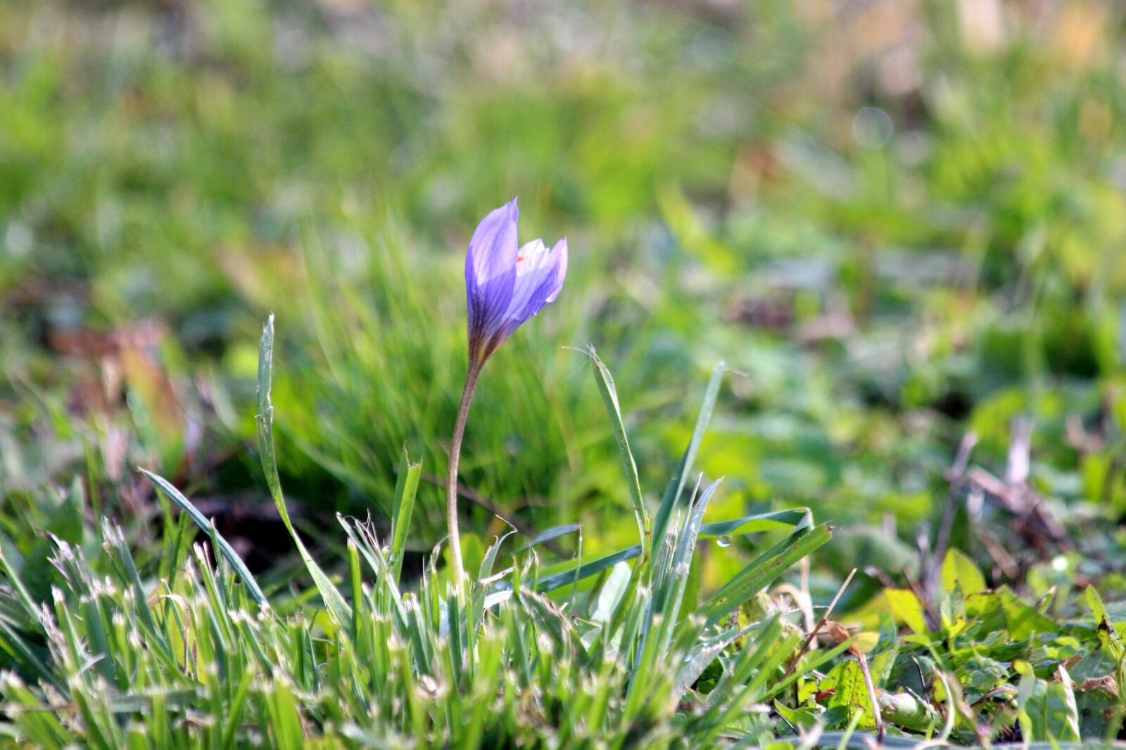 Canon EOS 650D (EOS Rebel T4i / EOS Kiss X6i) sample photo. Crocus, flowers, nature photography
