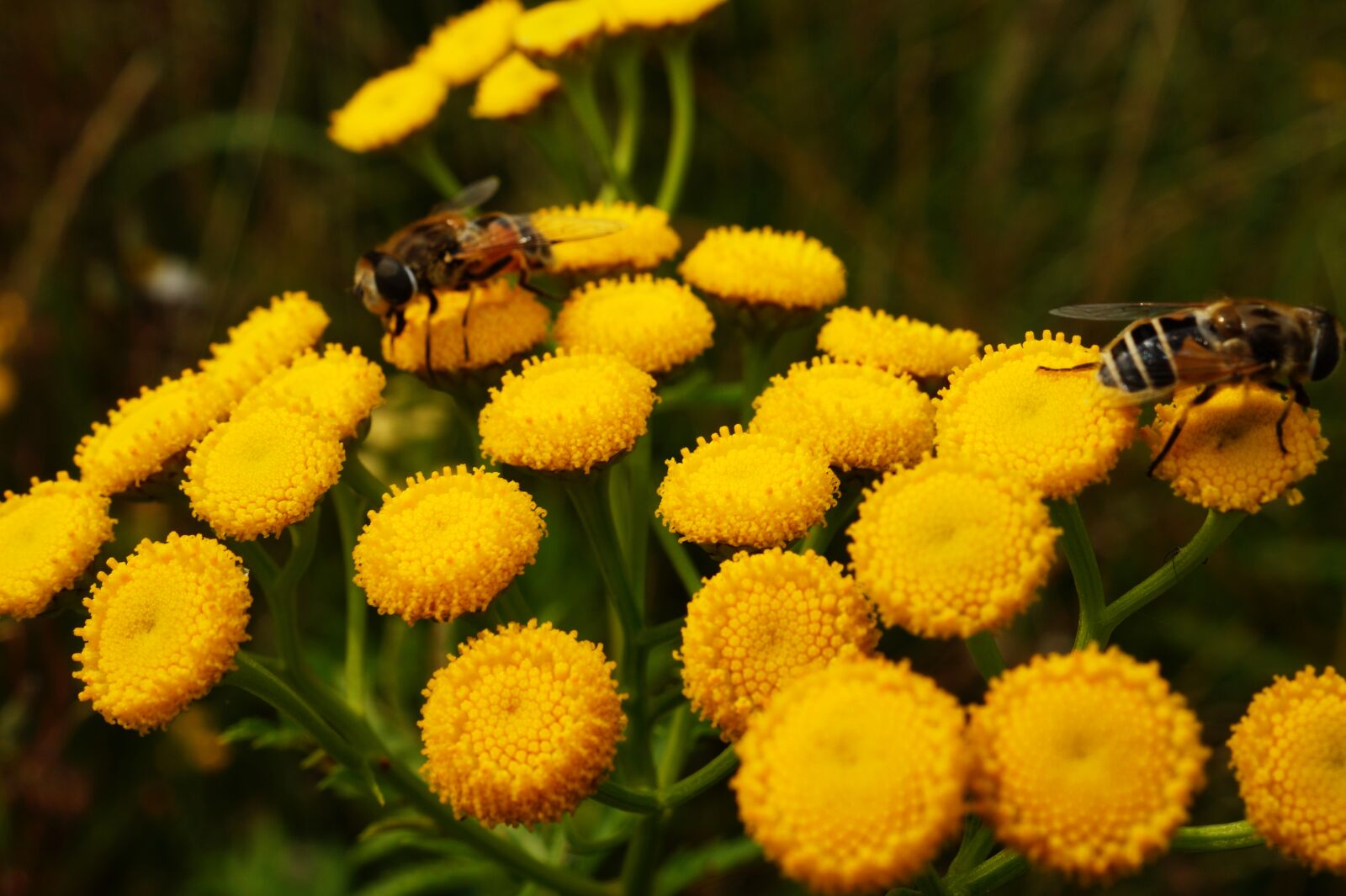 Sony SLT-A58 + Sony DT 30mm F2.8 Macro SAM sample photo. Animal, bees, bloom, blooming photography