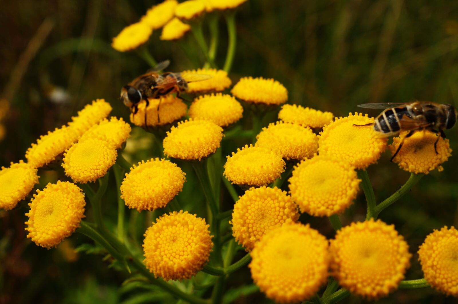 Sony DT 30mm F2.8 Macro SAM sample photo. Animal, bees, bloom, blooming photography