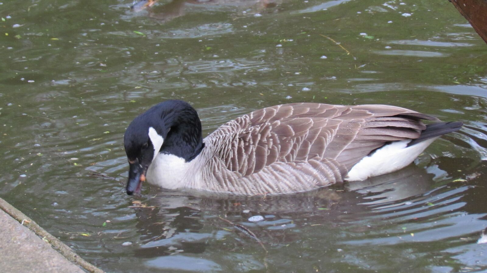 Canon PowerShot SX30 IS sample photo. Goose, pond, swimming photography
